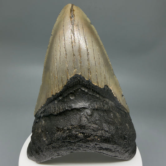 Colorful 3.70" Fossil Megalodon Tooth from North Carolina - megalodonteeth.com