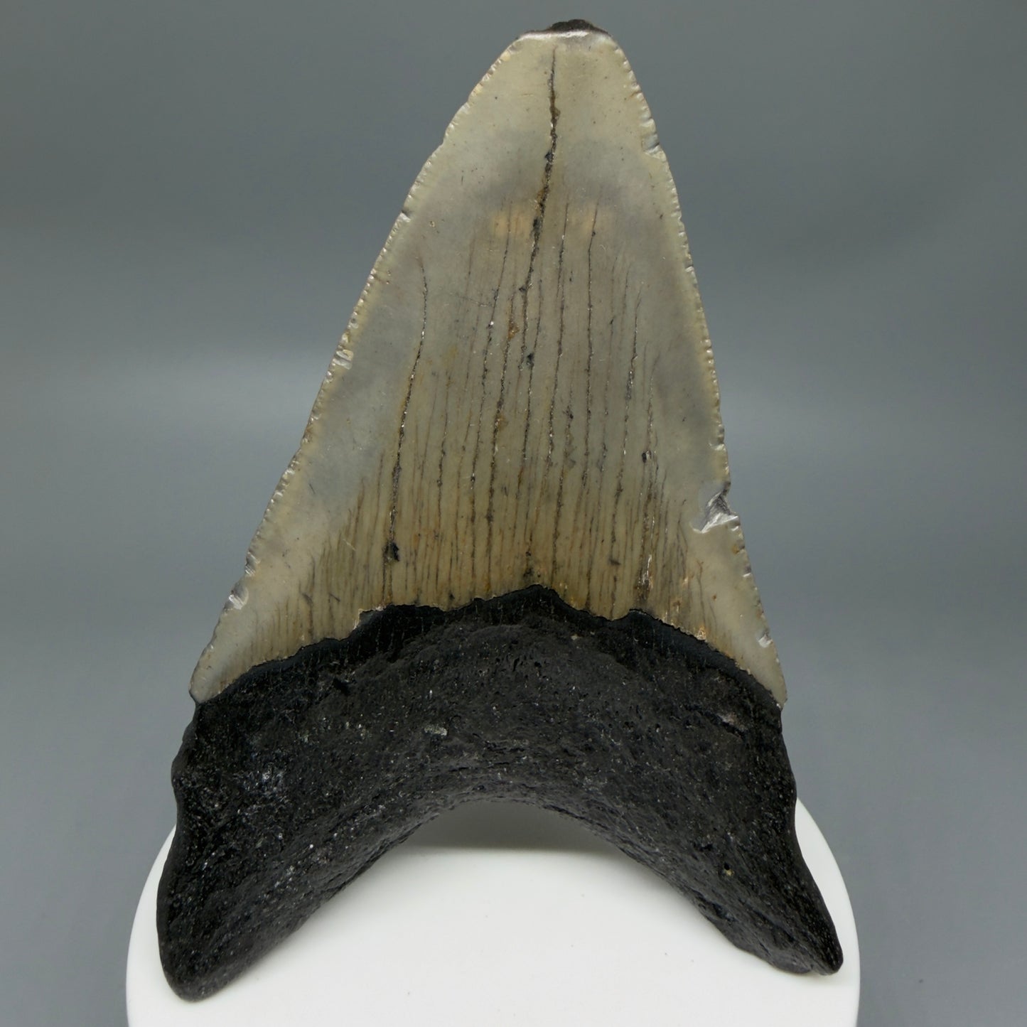 Colorful 3.70" Fossil Megalodon Tooth from North Carolina - megalodonteeth.com