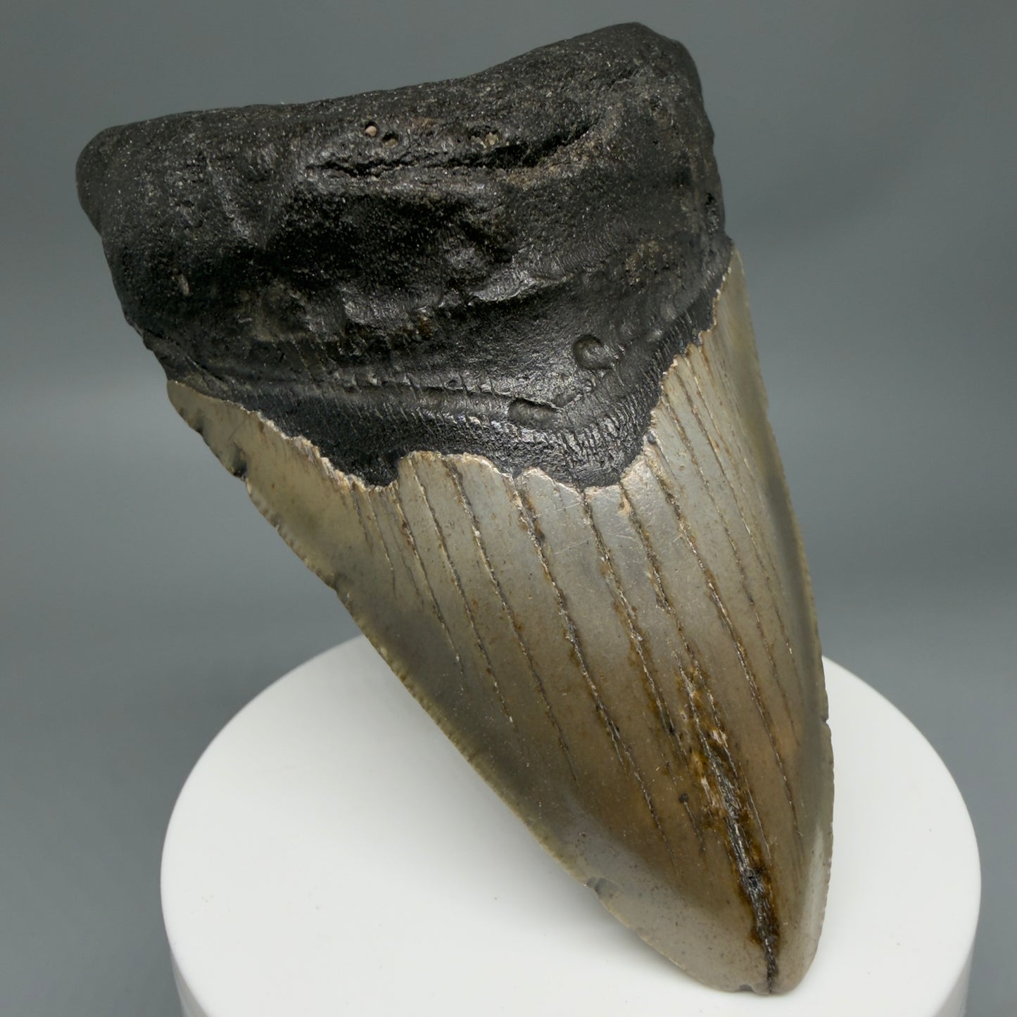 Colorful 3.70" Fossil Megalodon Tooth from North Carolina - megalodonteeth.com