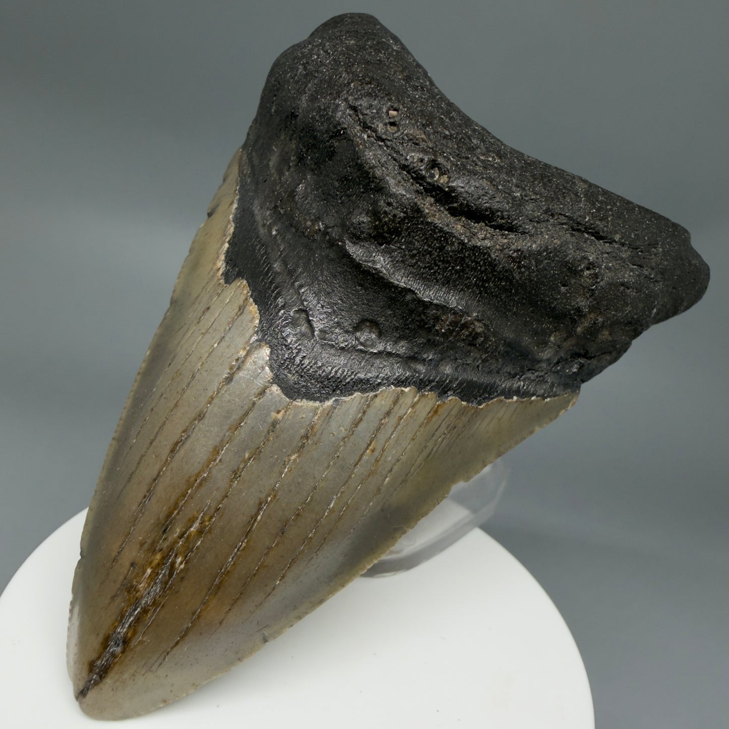 Colorful 3.70" Fossil Megalodon Tooth from North Carolina - megalodonteeth.com