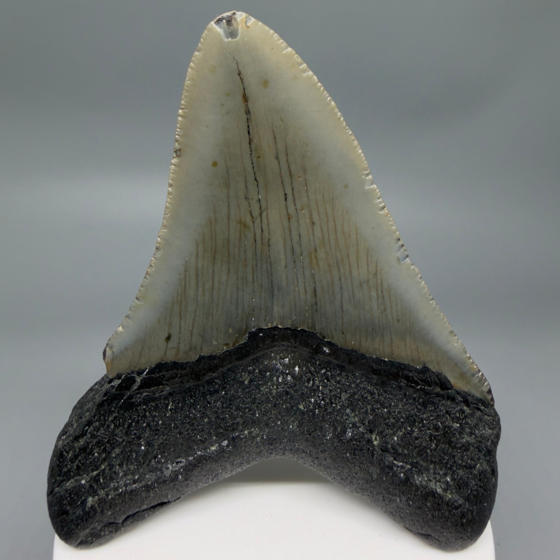 Back View Colorful 3.51" Fossil Megalodon Tooth from North Carolina - megalodonteeth.com CM6359