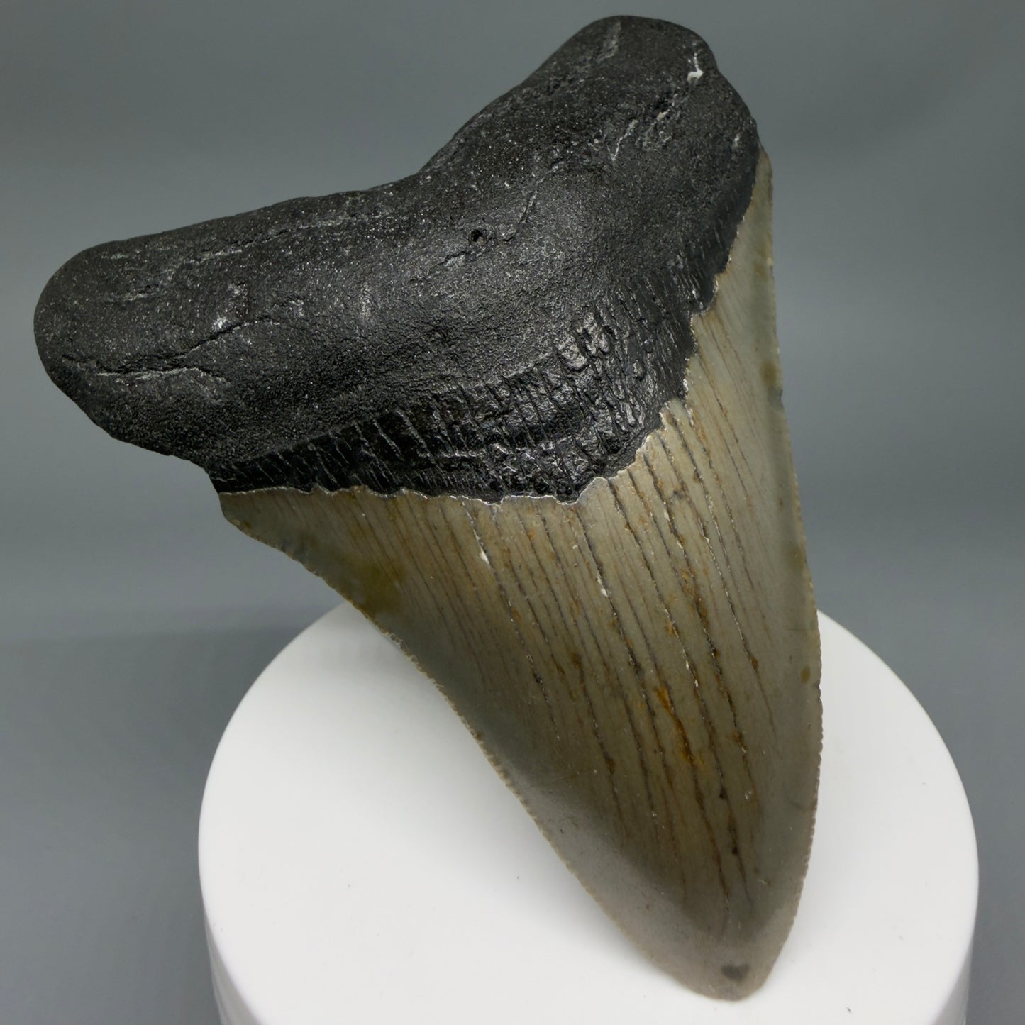 Front Left View Colorful 3.51" Fossil Megalodon Tooth from North Carolina - megalodonteeth.com CM6359