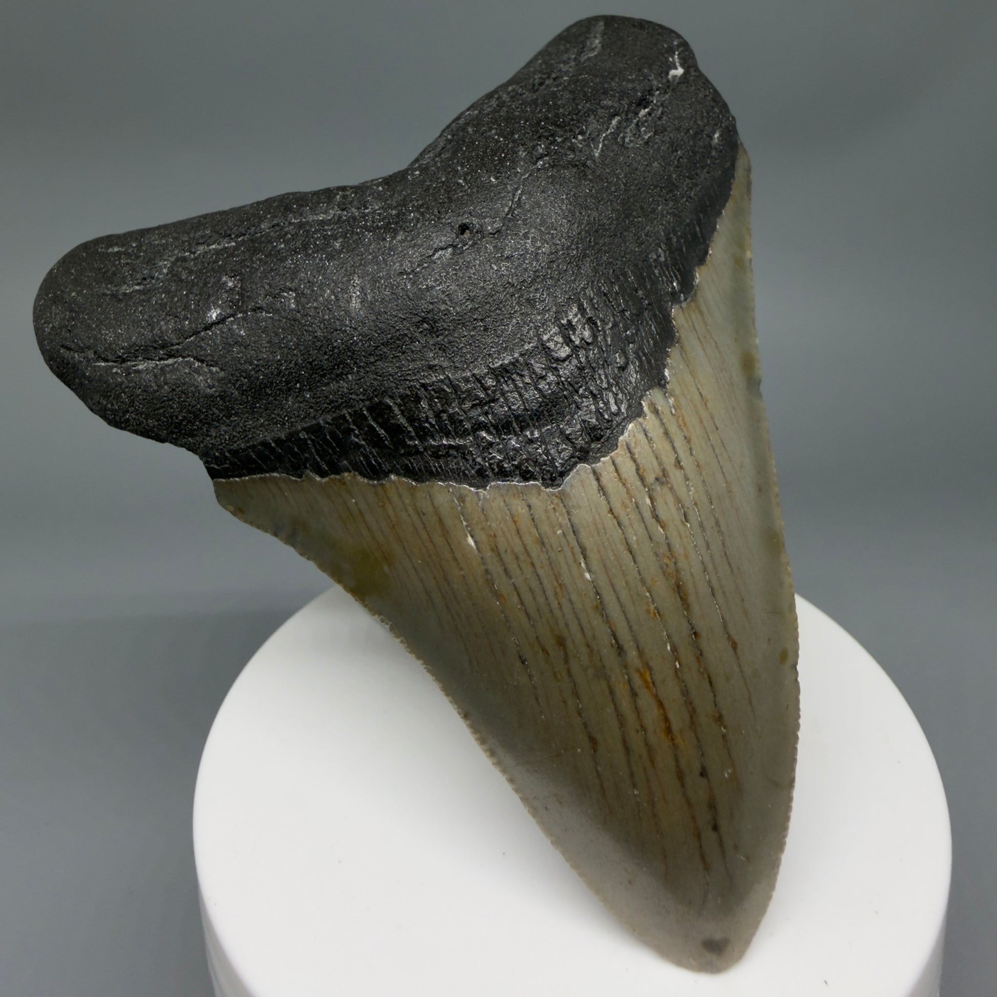 Front Left View Colorful 3.51" Fossil Megalodon Tooth from North Carolina - megalodonteeth.com CM6359