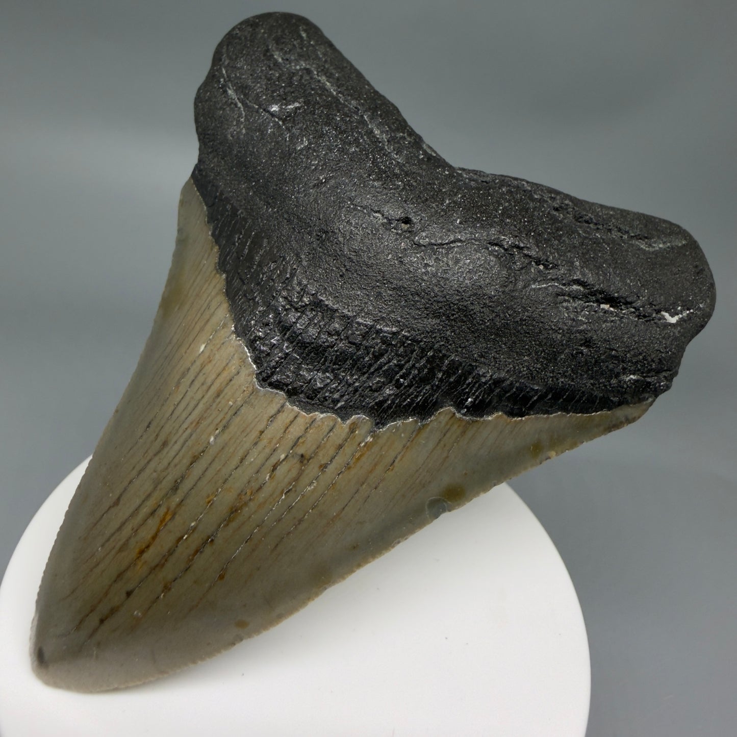 Front Right View Colorful 3.51" Fossil Megalodon Tooth from North Carolina - megalodonteeth.com CM6359
