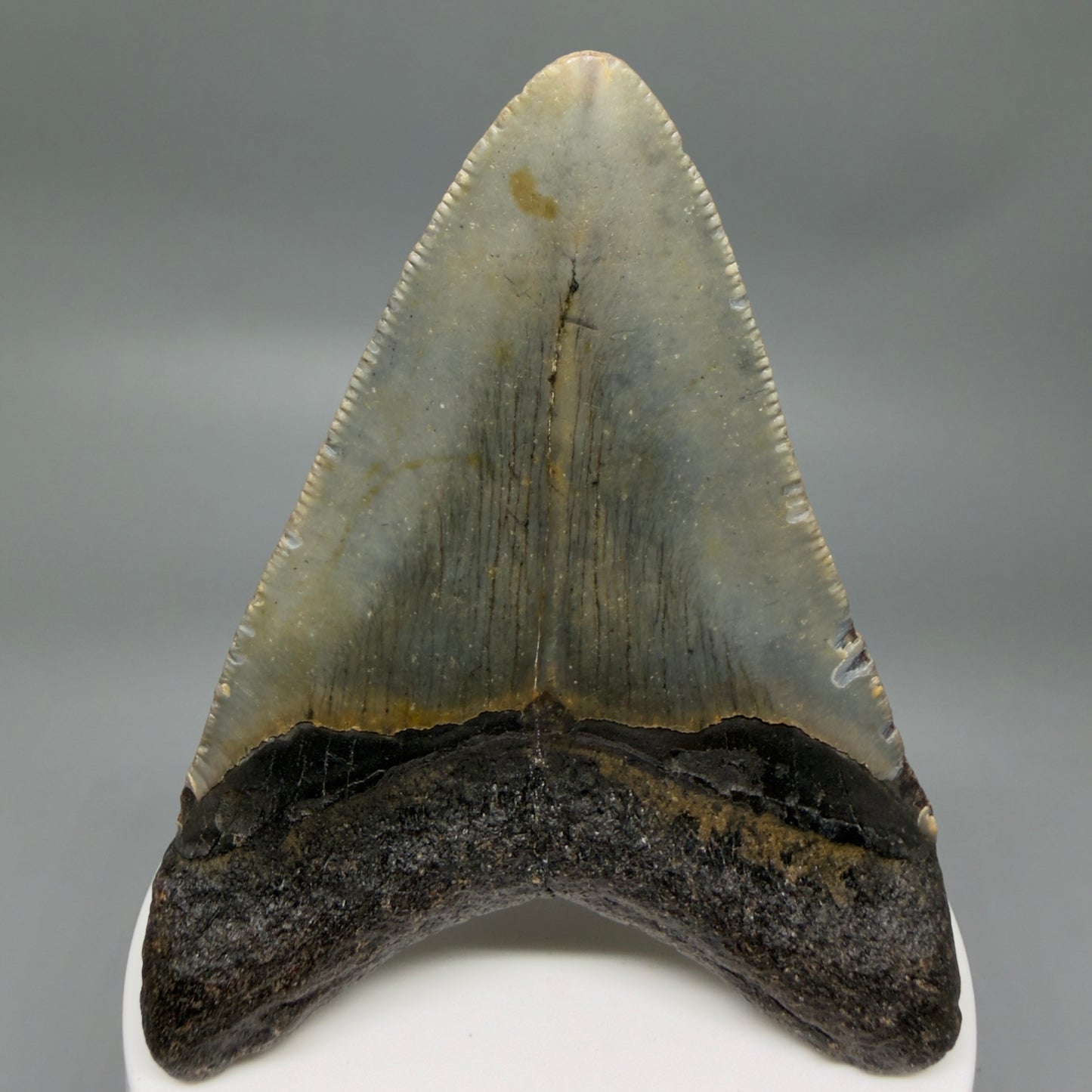 Back View Colorful 3.18" Fossil Megalodon Tooth from North Carolina - megalodonteeth.com CM6356