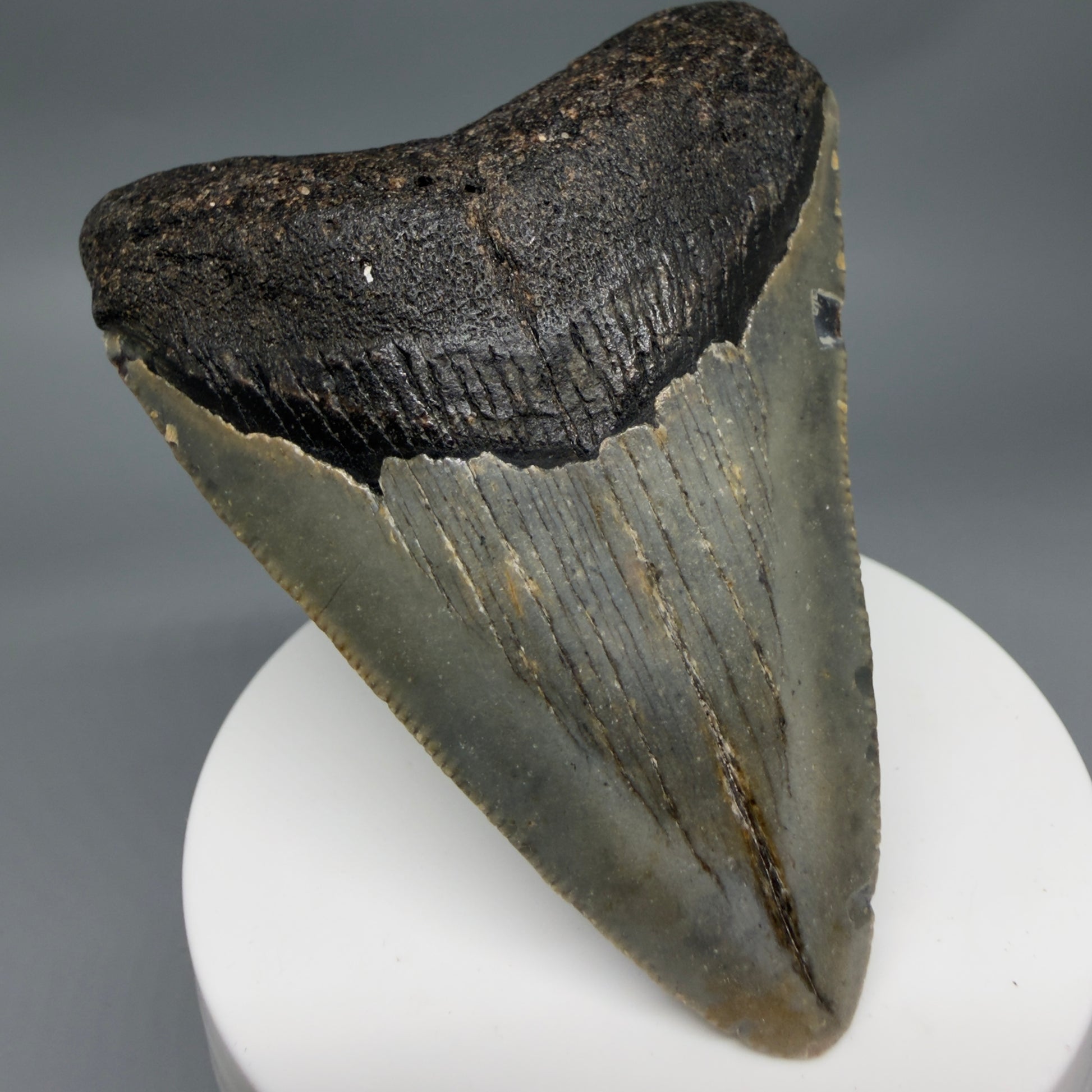 Front Left View Colorful 3.18" Fossil Megalodon Tooth from North Carolina - megalodonteeth.com CM6356