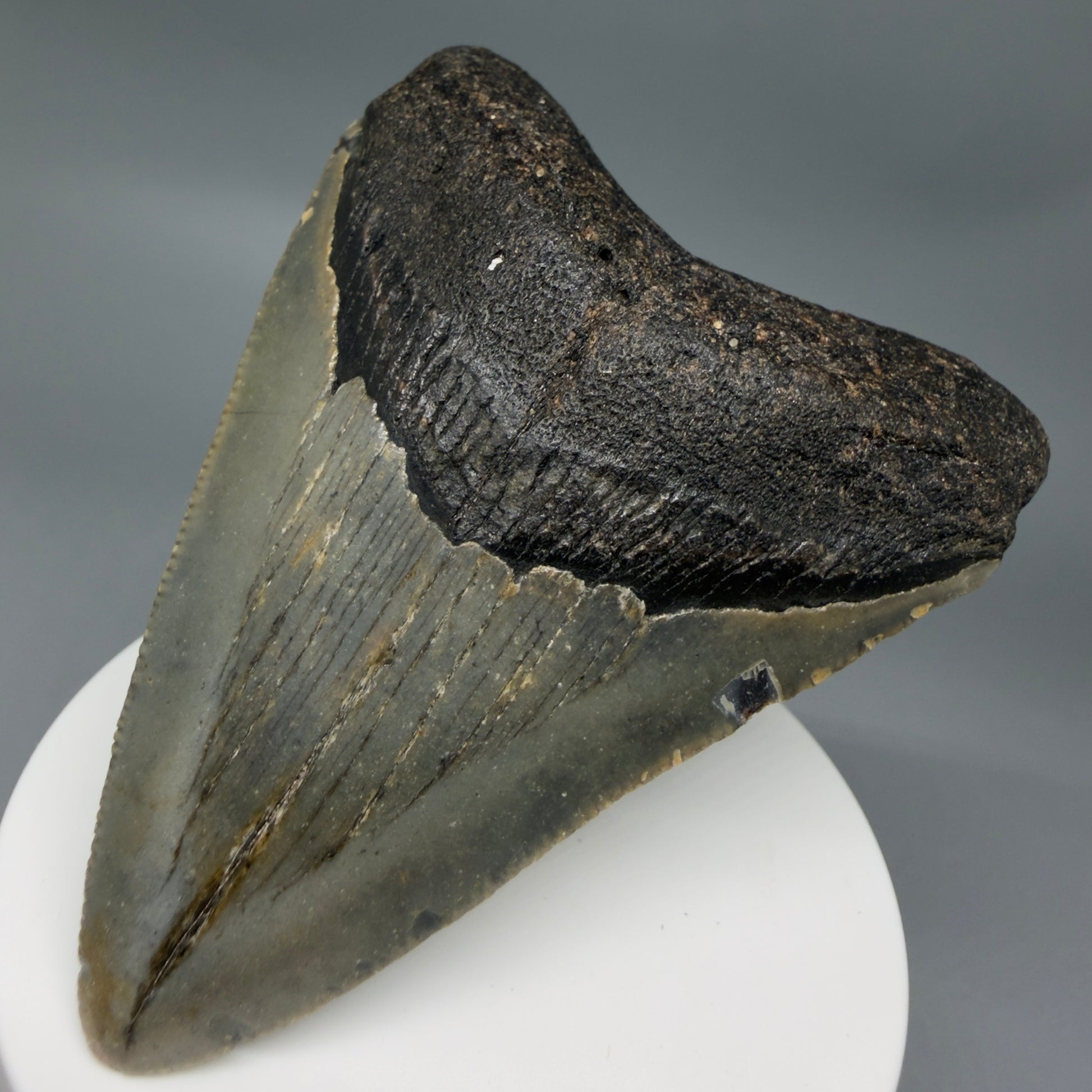 Front Right View Colorful 3.18" Fossil Megalodon Tooth from North Carolina - megalodonteeth.com CM6356