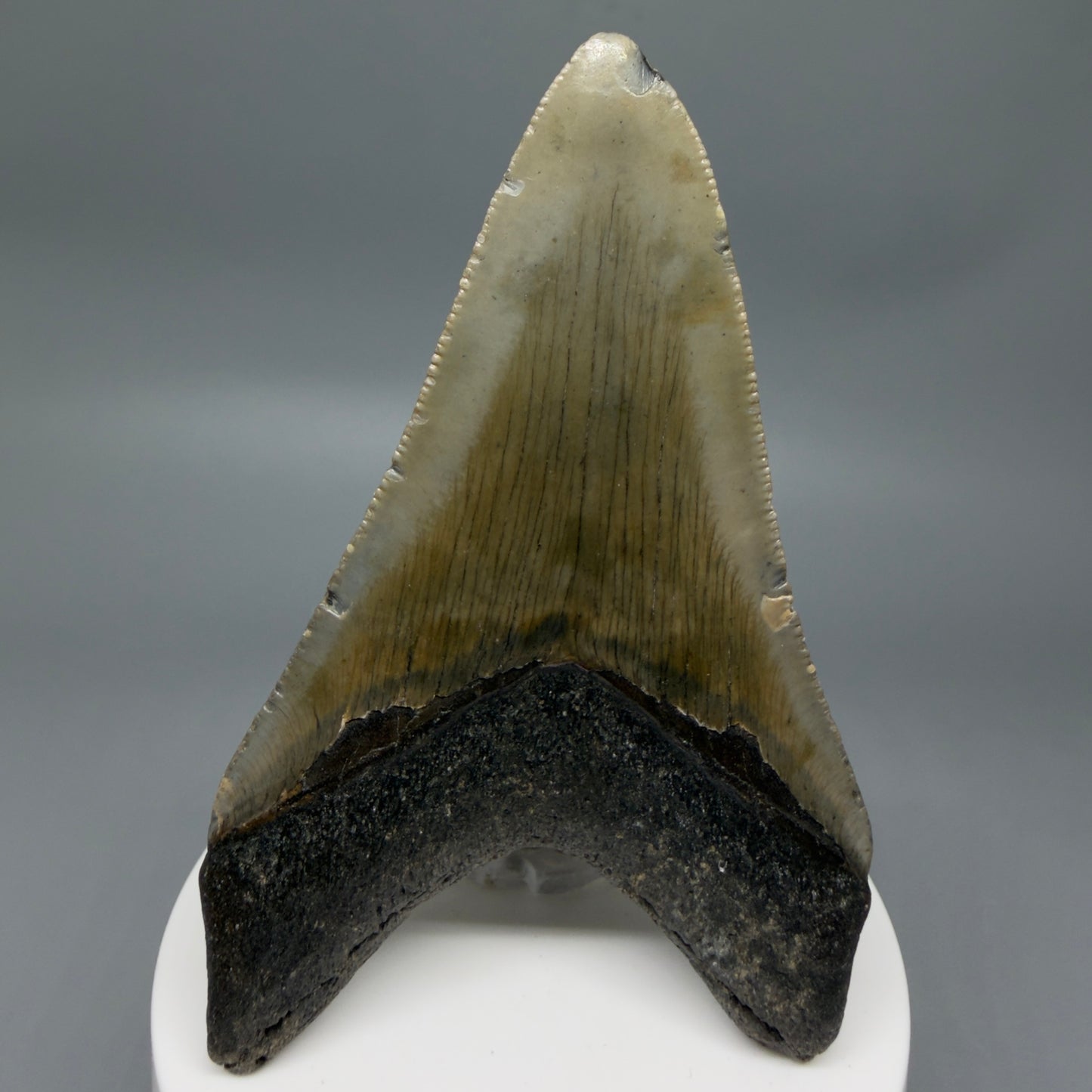 Back View Colorful 3.63" Fossil Megalodon Tooth from North Carolina - megalodonteeth.com CM6363