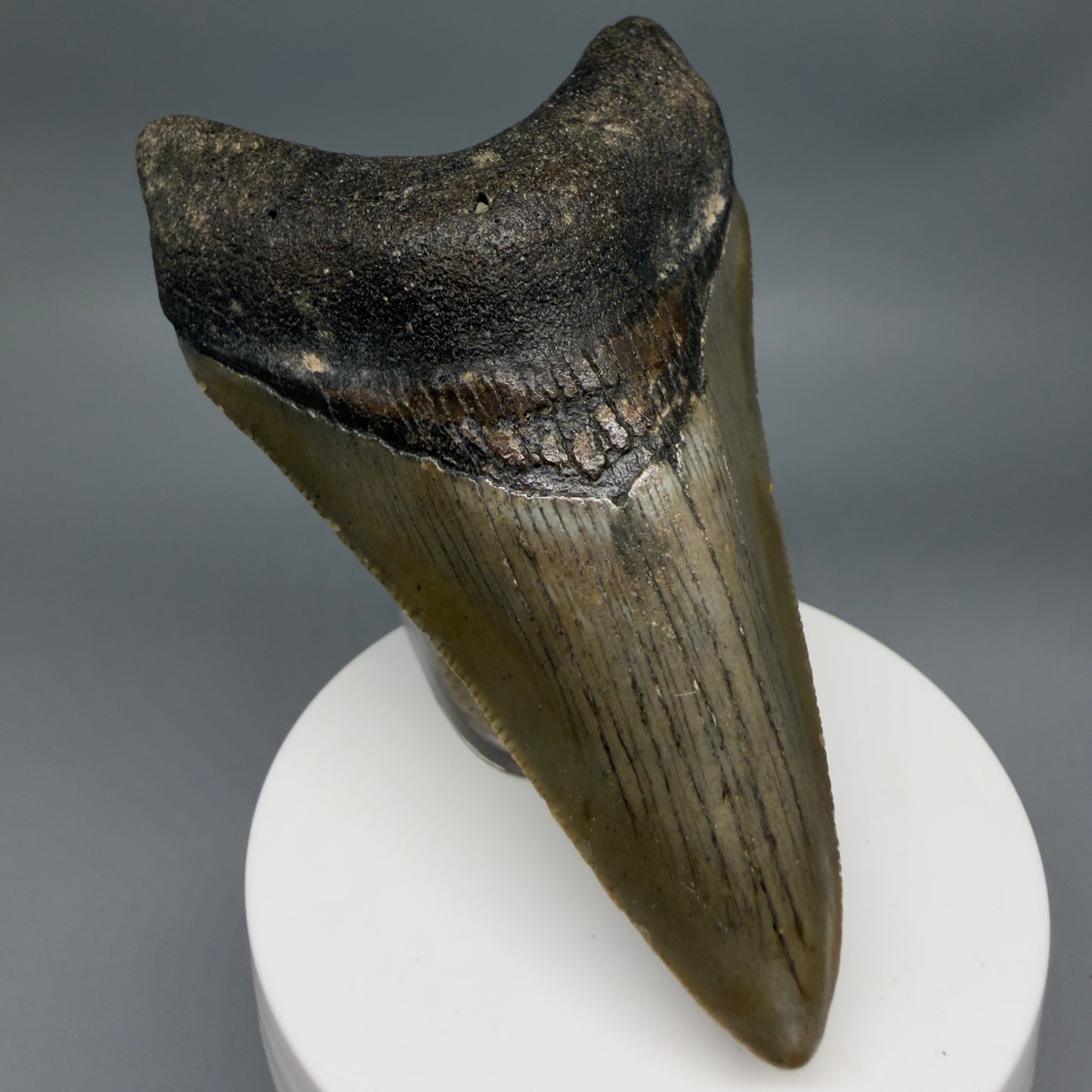 Front Left View Colorful 3.63" Fossil Megalodon Tooth from North Carolina - megalodonteeth.com CM6363