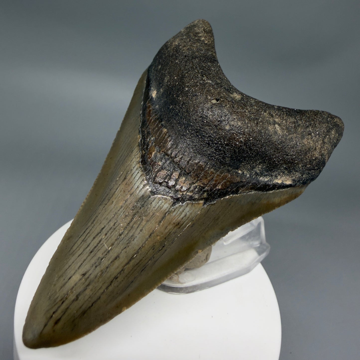 Front Right View Colorful 3.63" Fossil Megalodon Tooth from North Carolina - megalodonteeth.com CM6363