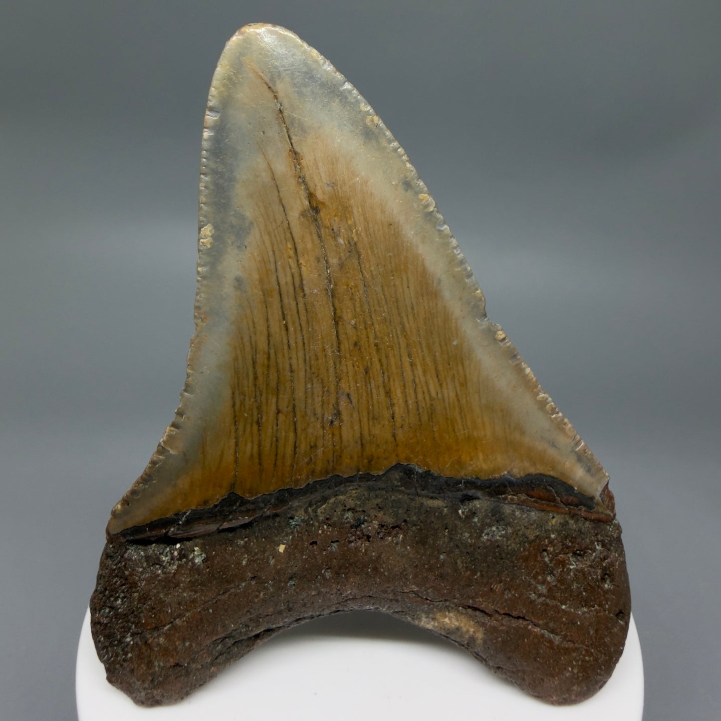 Back View Colorful 3.33" Fossil Megalodon Tooth from North Carolina - megalodonteeth.com CM6357