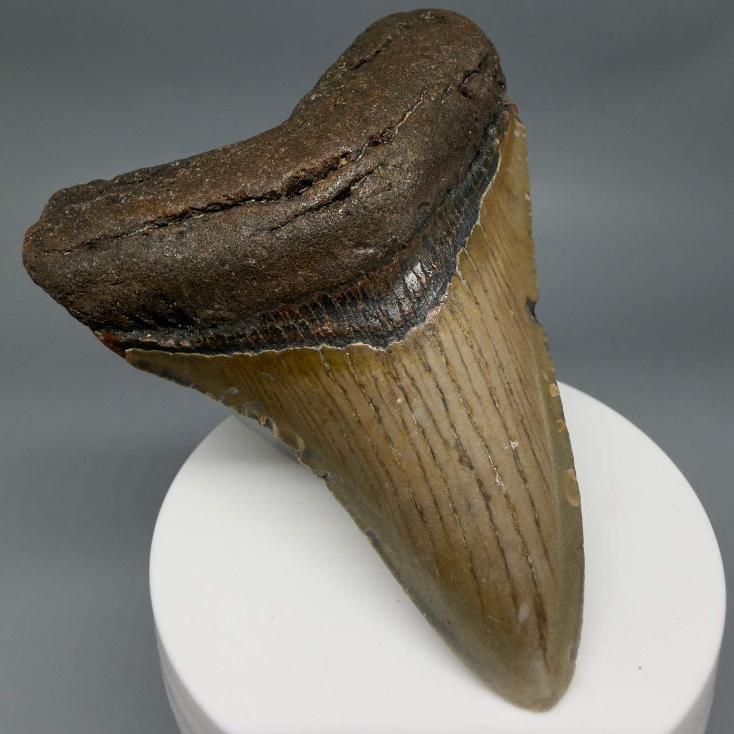 Front Left View Colorful 3.33" Fossil Megalodon Tooth from North Carolina - megalodonteeth.com CM6357