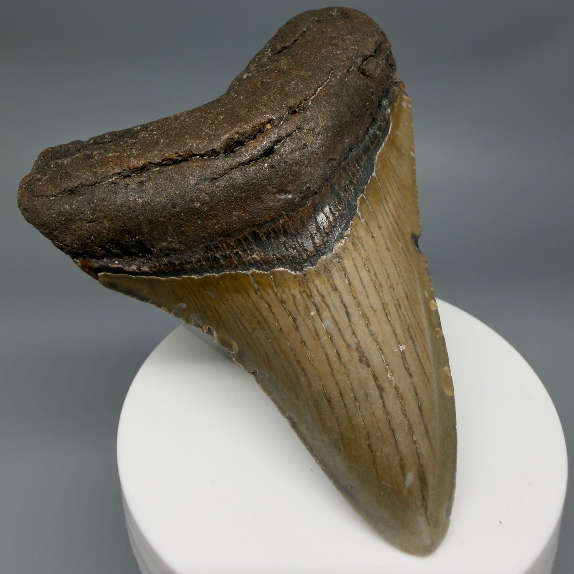 Front Left View Colorful 3.33" Fossil Megalodon Tooth from North Carolina - megalodonteeth.com CM6357