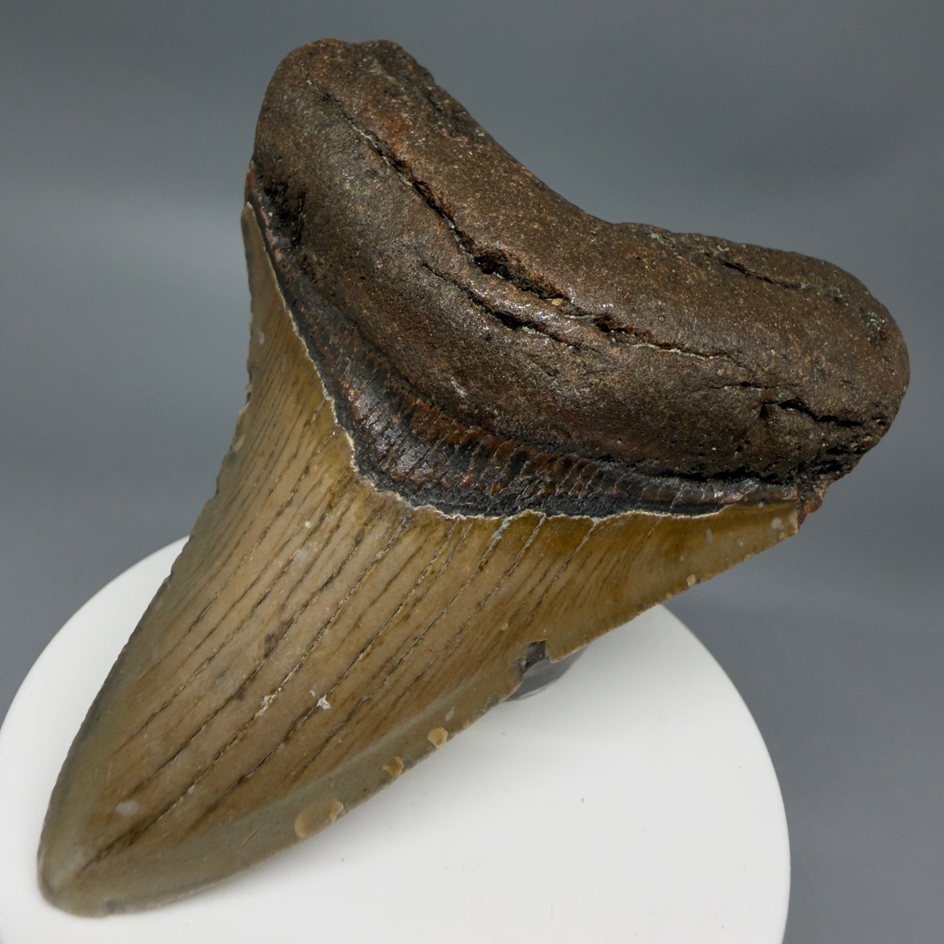 Front Right View Colorful 3.33" Fossil Megalodon Tooth from North Carolina - megalodonteeth.com CM6357