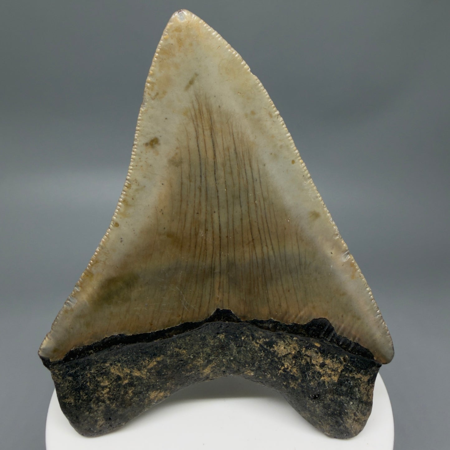 Back View Colorful 3.28" Fossil Megalodon Tooth from North Carolina - megalodonteeth.com CM6355