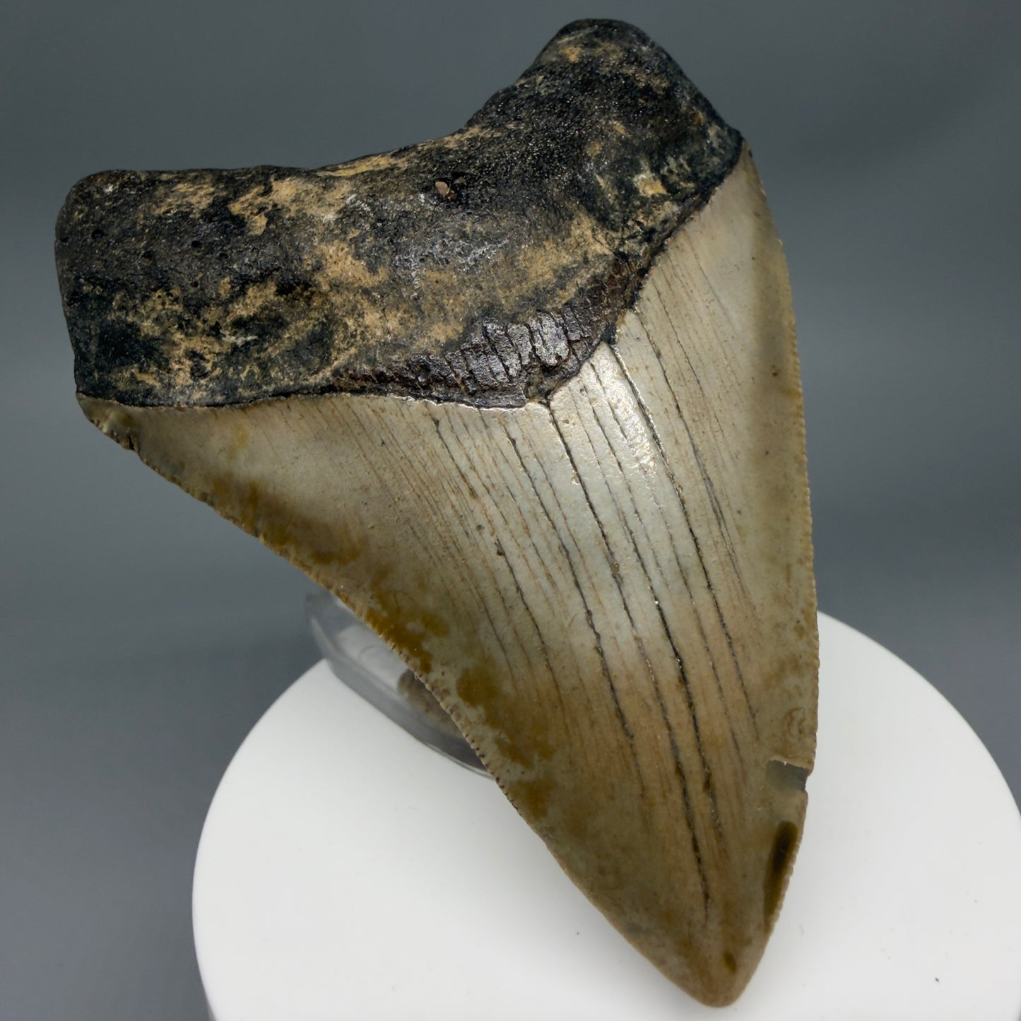 Front Left View Colorful 3.28" Fossil Megalodon Tooth from North Carolina - megalodonteeth.com CM6355