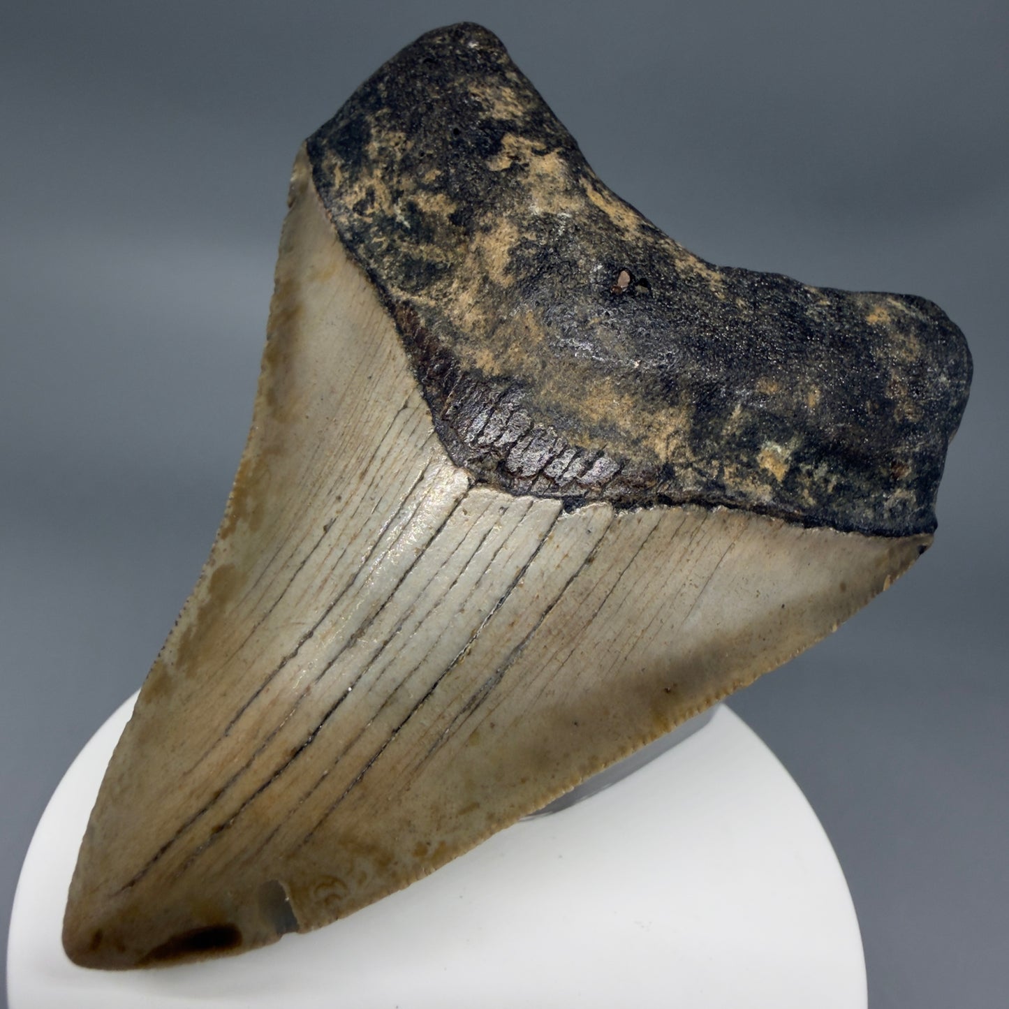 Front Right View Colorful 3.28" Fossil Megalodon Tooth from North Carolina - megalodonteeth.com CM6355