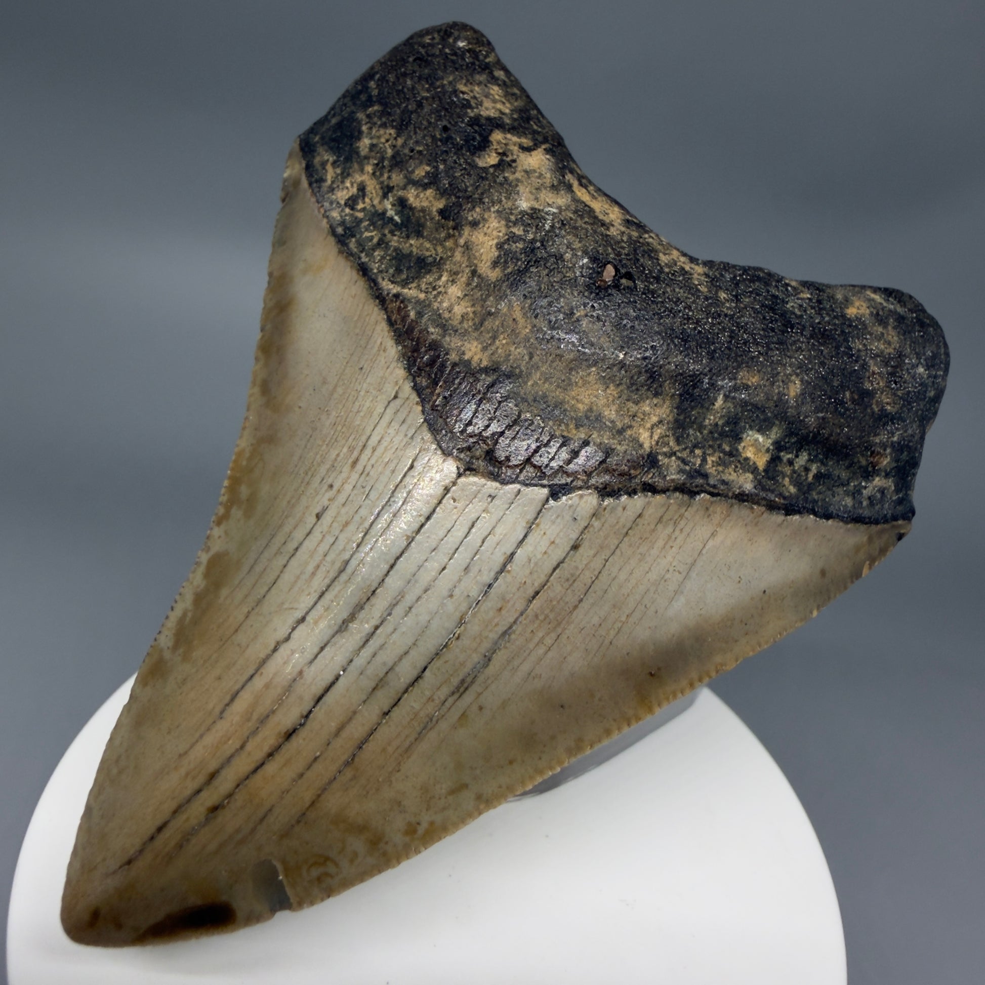 Front Right View Colorful 3.28" Fossil Megalodon Tooth from North Carolina - megalodonteeth.com CM6355