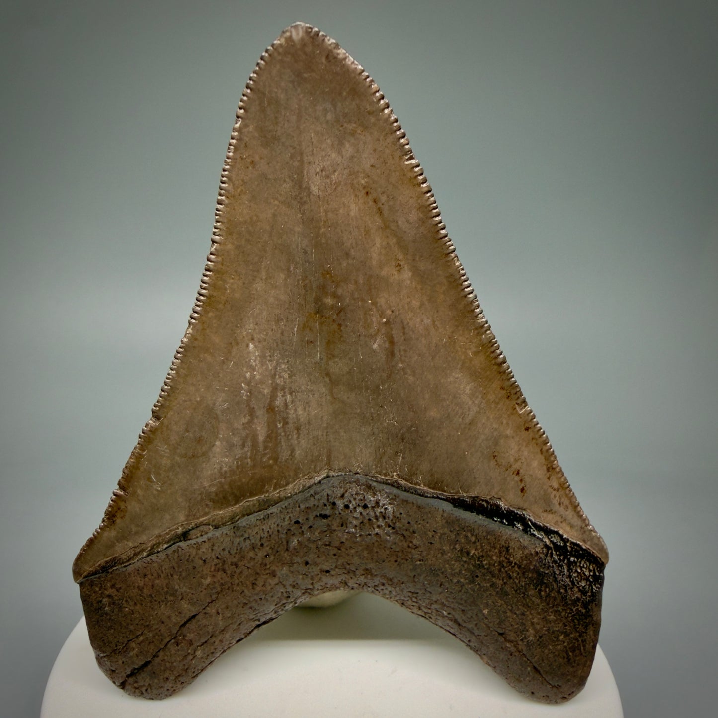 Back 3.28" Fossil Megalodon Shark Tooth - Georgia - brown/red sharply serrated - Collector's Quality CM5897