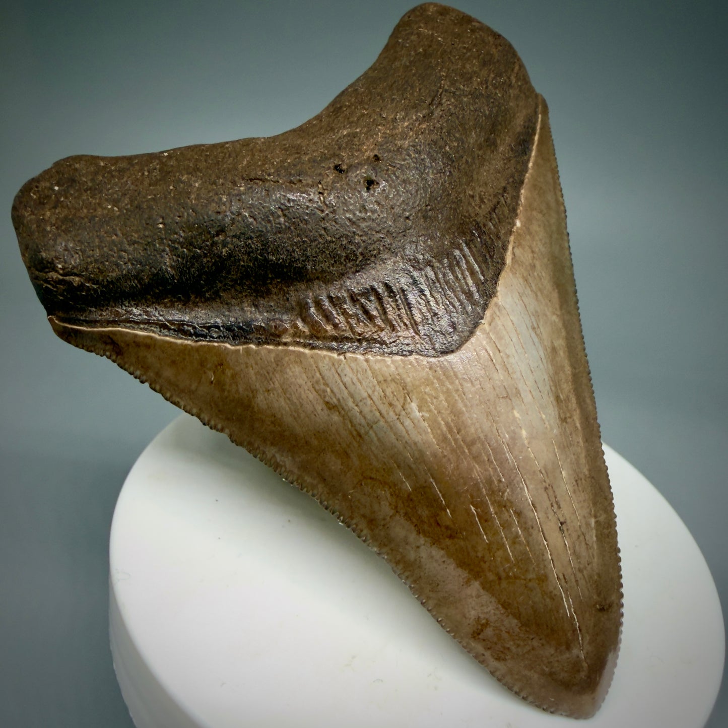 Front View 3.28" Fossil Megalodon Shark Tooth - Georgia - brown/red sharply serrated - Collector's Quality CM5897 - 2