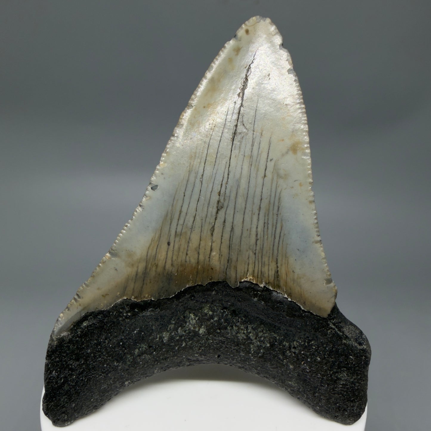 Back View Colorful 3.44" Fossil Megalodon Tooth from North Carolina - megalodonteeth.com CM6354
