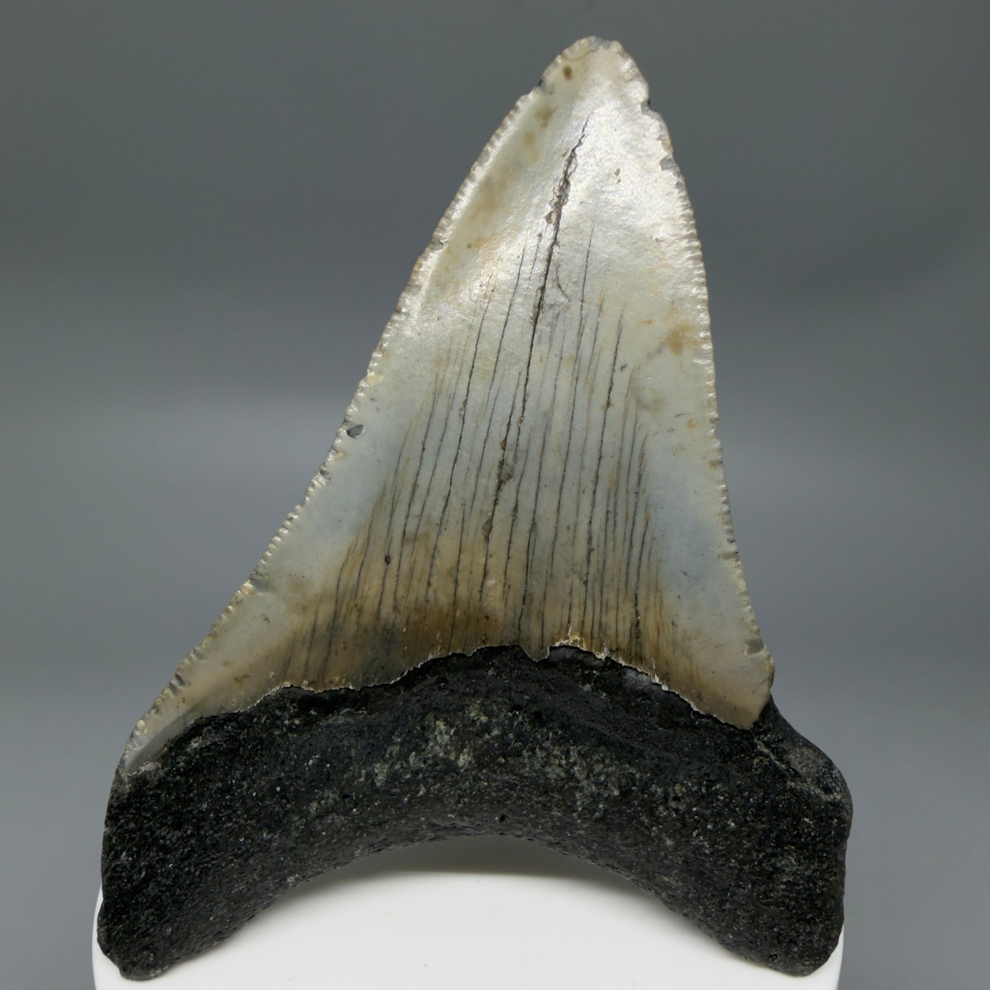 Back View Colorful 3.44" Fossil Megalodon Tooth from North Carolina - megalodonteeth.com CM6354