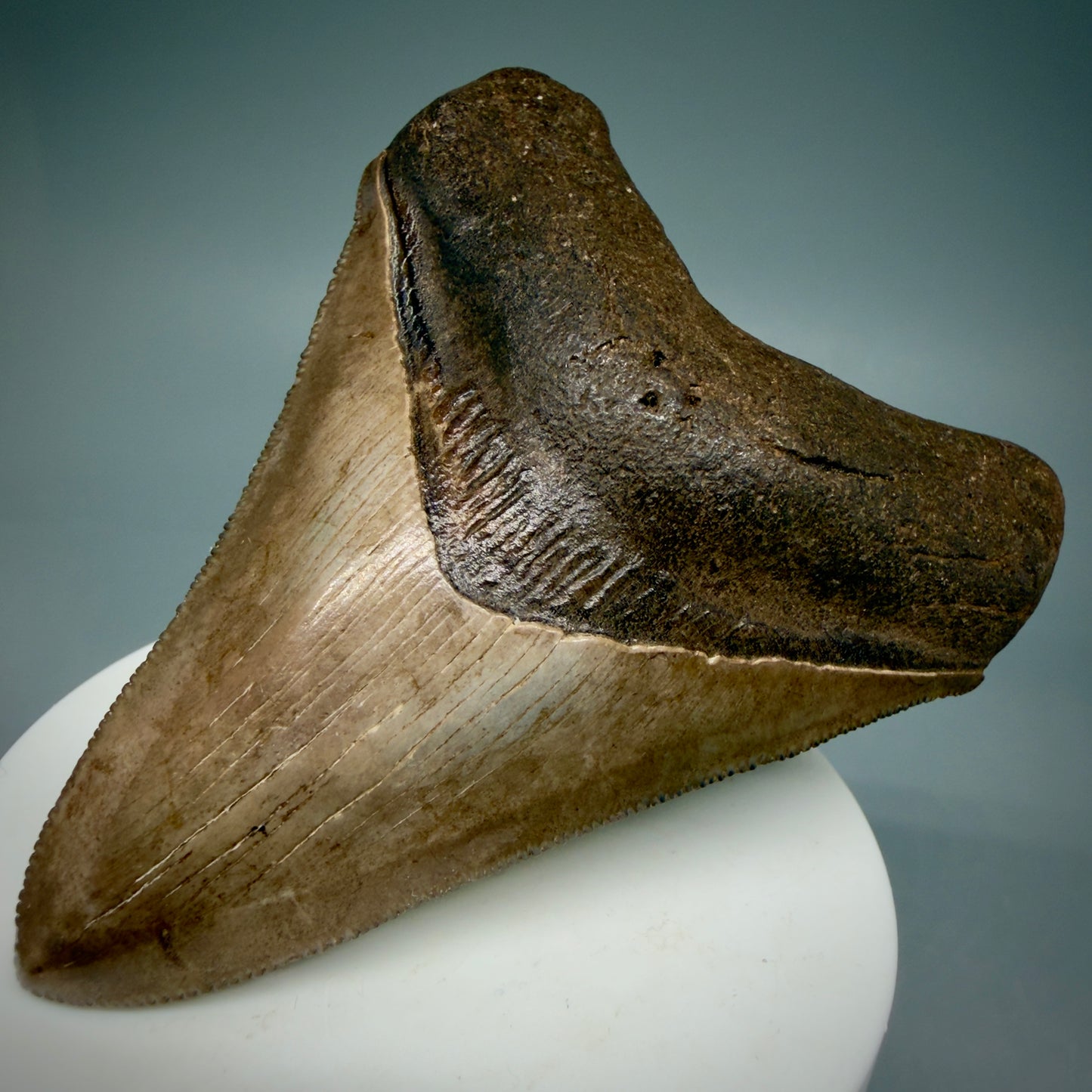 Front Right View 3.28" Fossil Megalodon Shark Tooth - Georgia - brown/red sharply serrated - Collector's Quality CM5897 