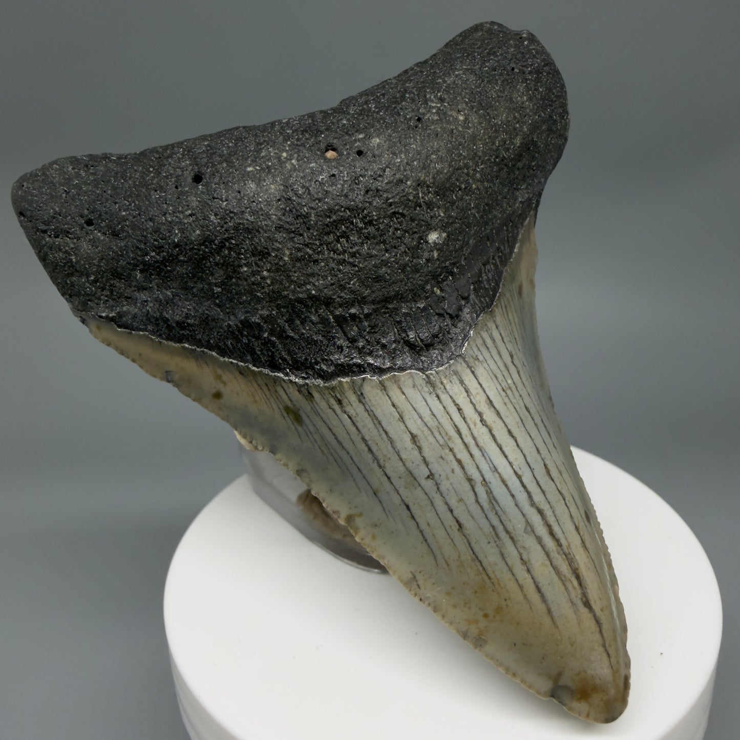 Front Left View Colorful 3.44" Fossil Megalodon Tooth from North Carolina - megalodonteeth.com CM6354