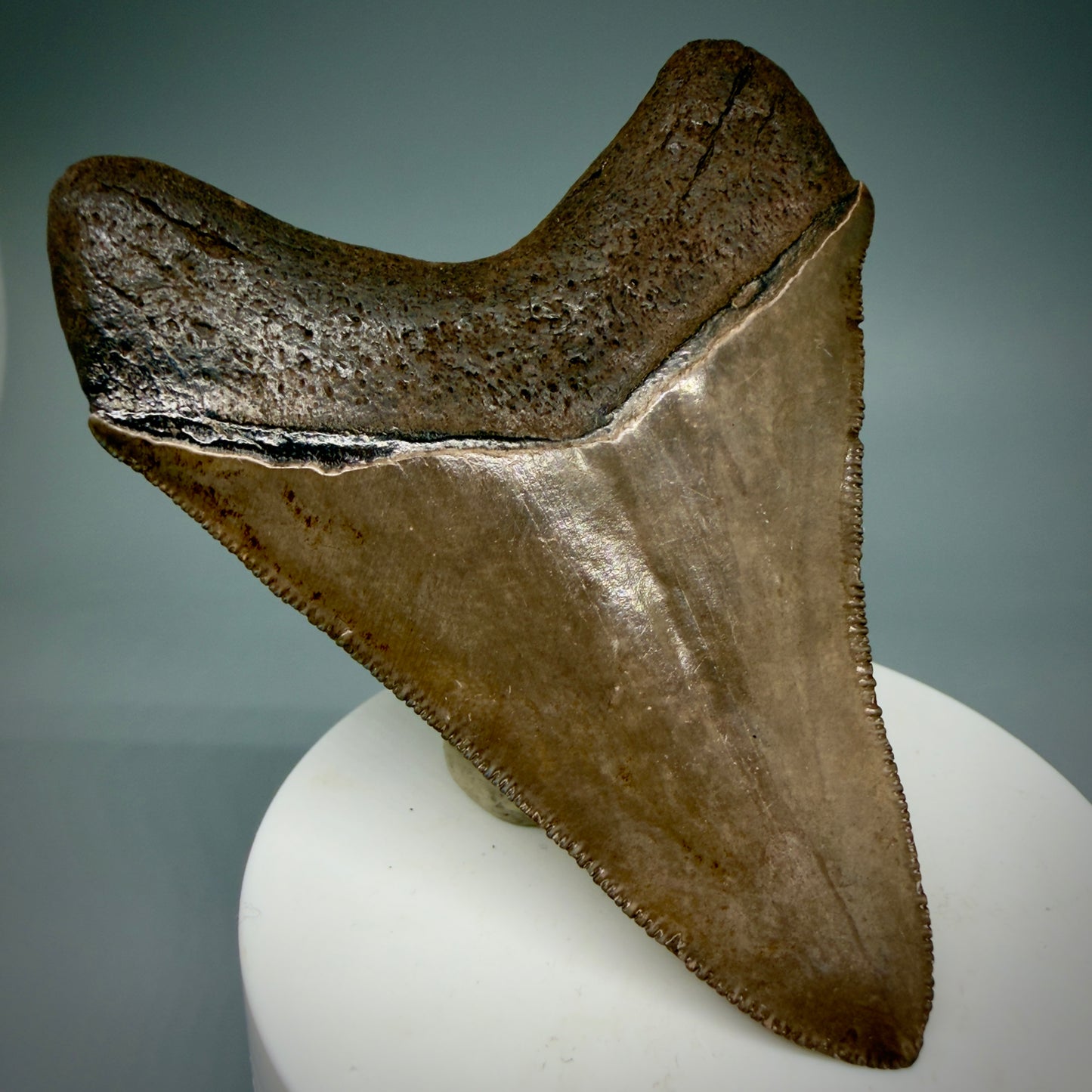 Back Left 3.28" Fossil Megalodon Shark Tooth - Georgia - brown/red sharply serrated - Collector's Quality CM5897