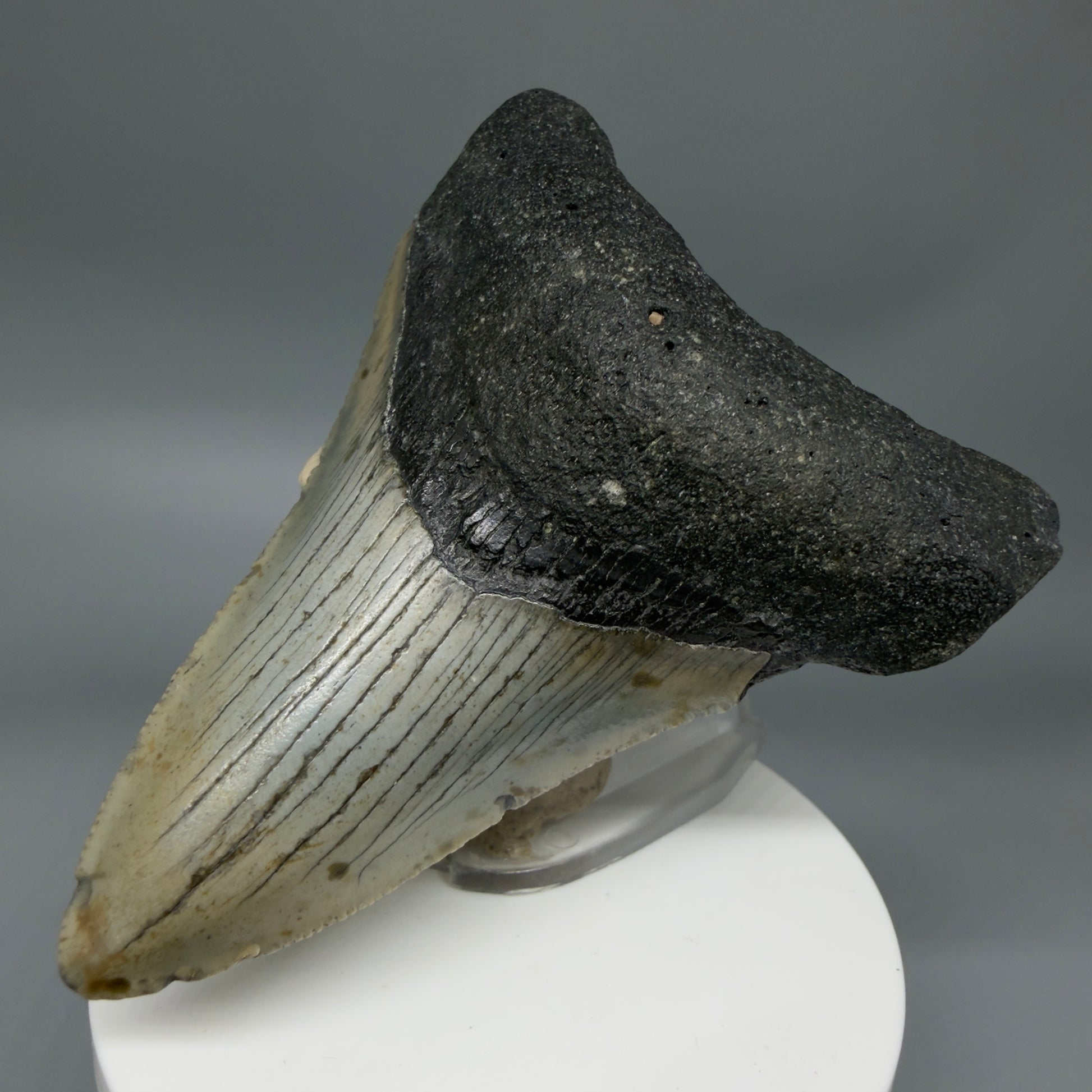Front Right View Colorful 3.44" Fossil Megalodon Tooth from North Carolina - megalodonteeth.com CM6354