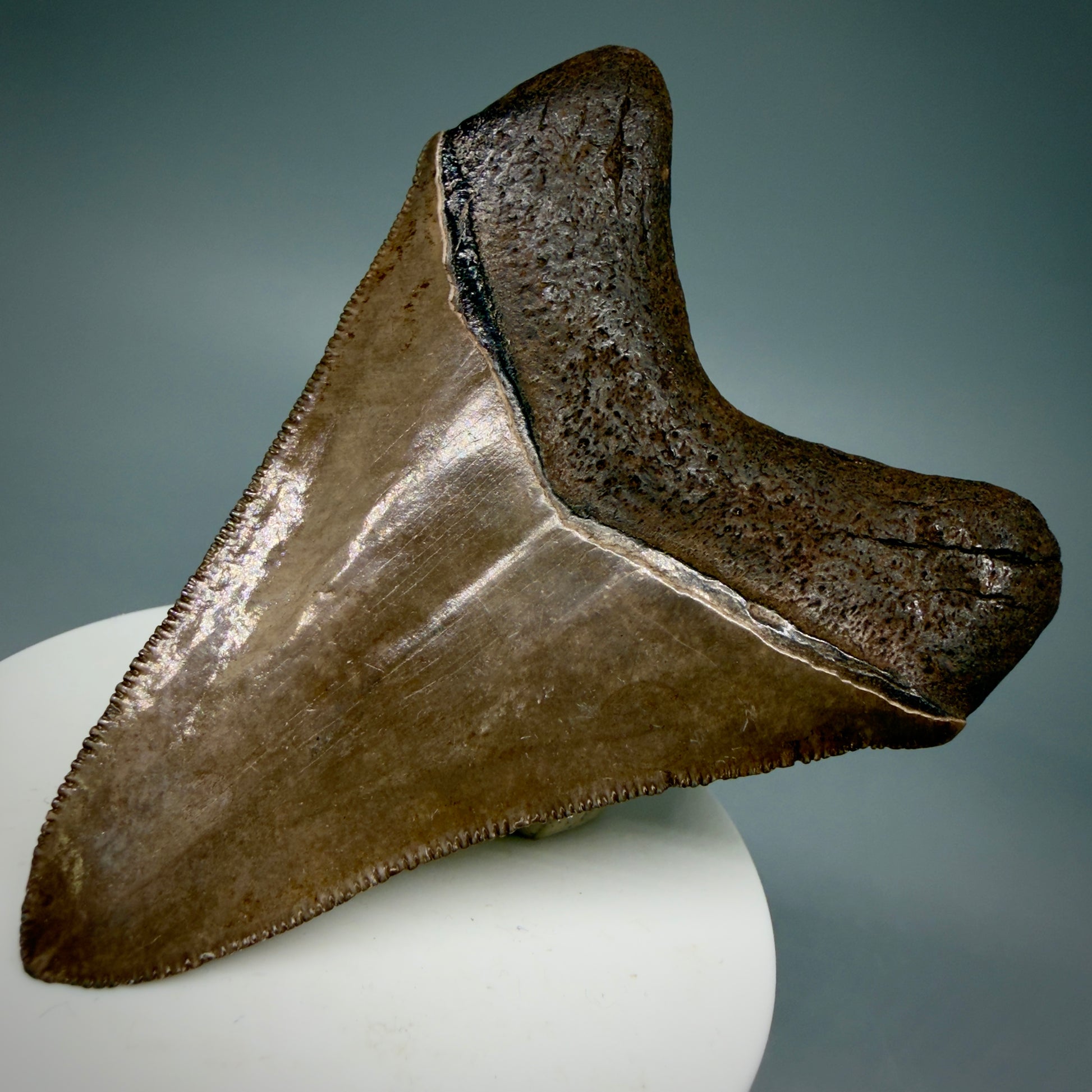 Back Right 3.28" Fossil Megalodon Shark Tooth - Georgia - brown/red sharply serrated - Collector's Quality CM5897