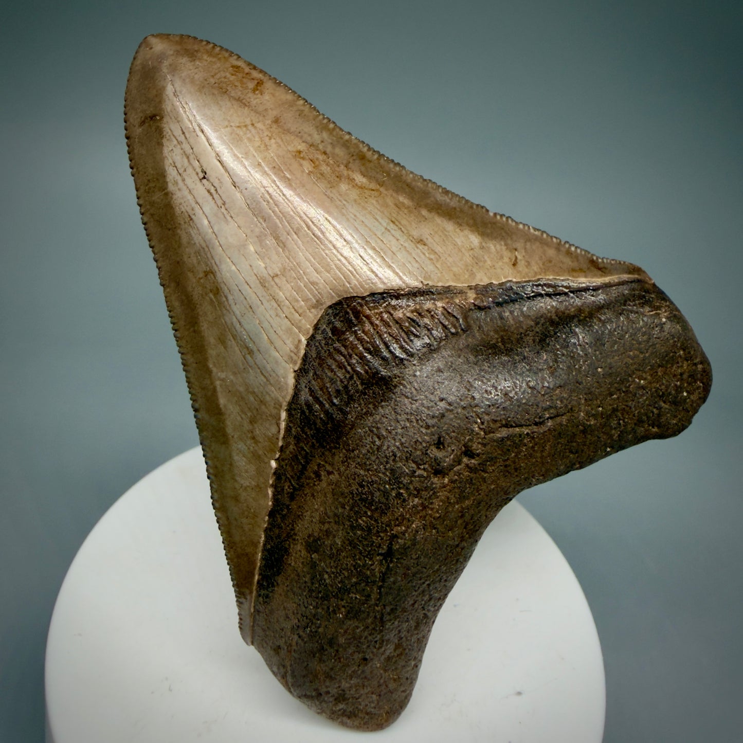 Front View 3.28" Fossil Megalodon Shark Tooth - Georgia - brown/red sharply serrated - Collector's Quality CM5897 - 1