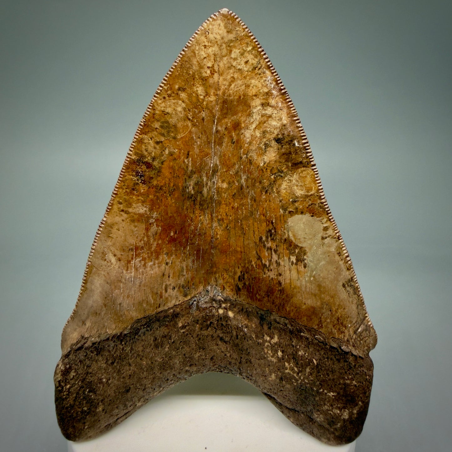 Back View 3.75" Fossil Megalodon Shark Tooth - Georgia - brown/red sharply serrated - Collector's Quality CM5900