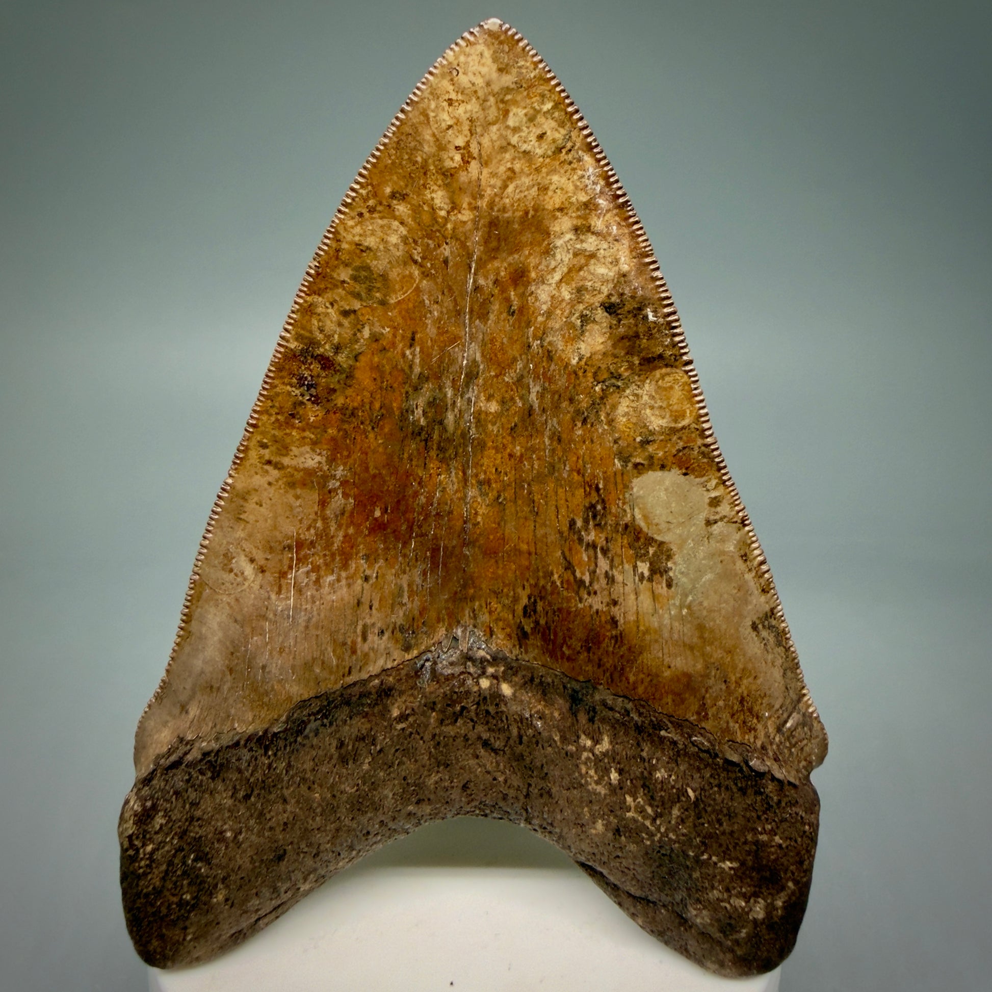 Back View 3.75" Fossil Megalodon Shark Tooth - Georgia - brown/red sharply serrated - Collector's Quality CM5900