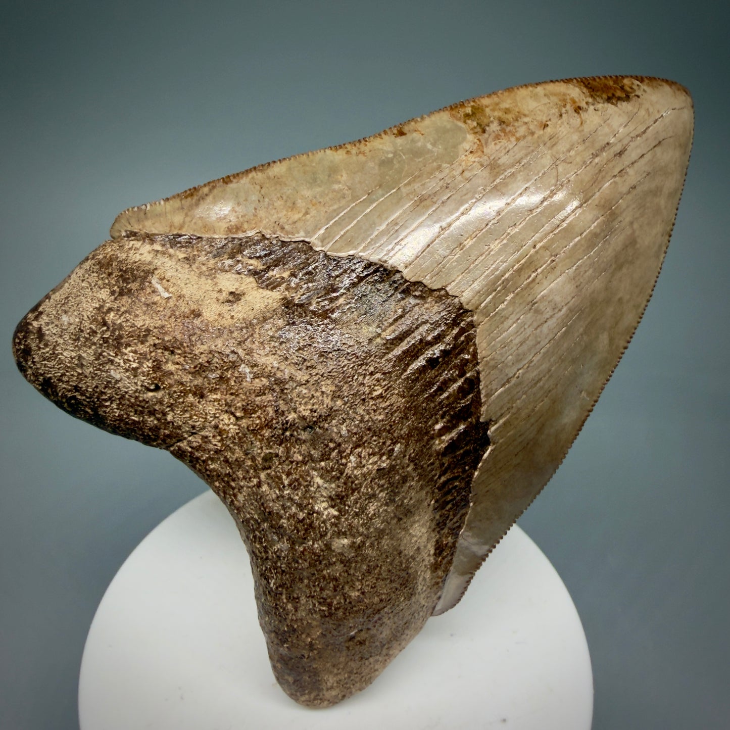 Front View 3.75" Fossil Megalodon Shark Tooth - Georgia - brown/red sharply serrated - Collector's Quality CM5900 - 1