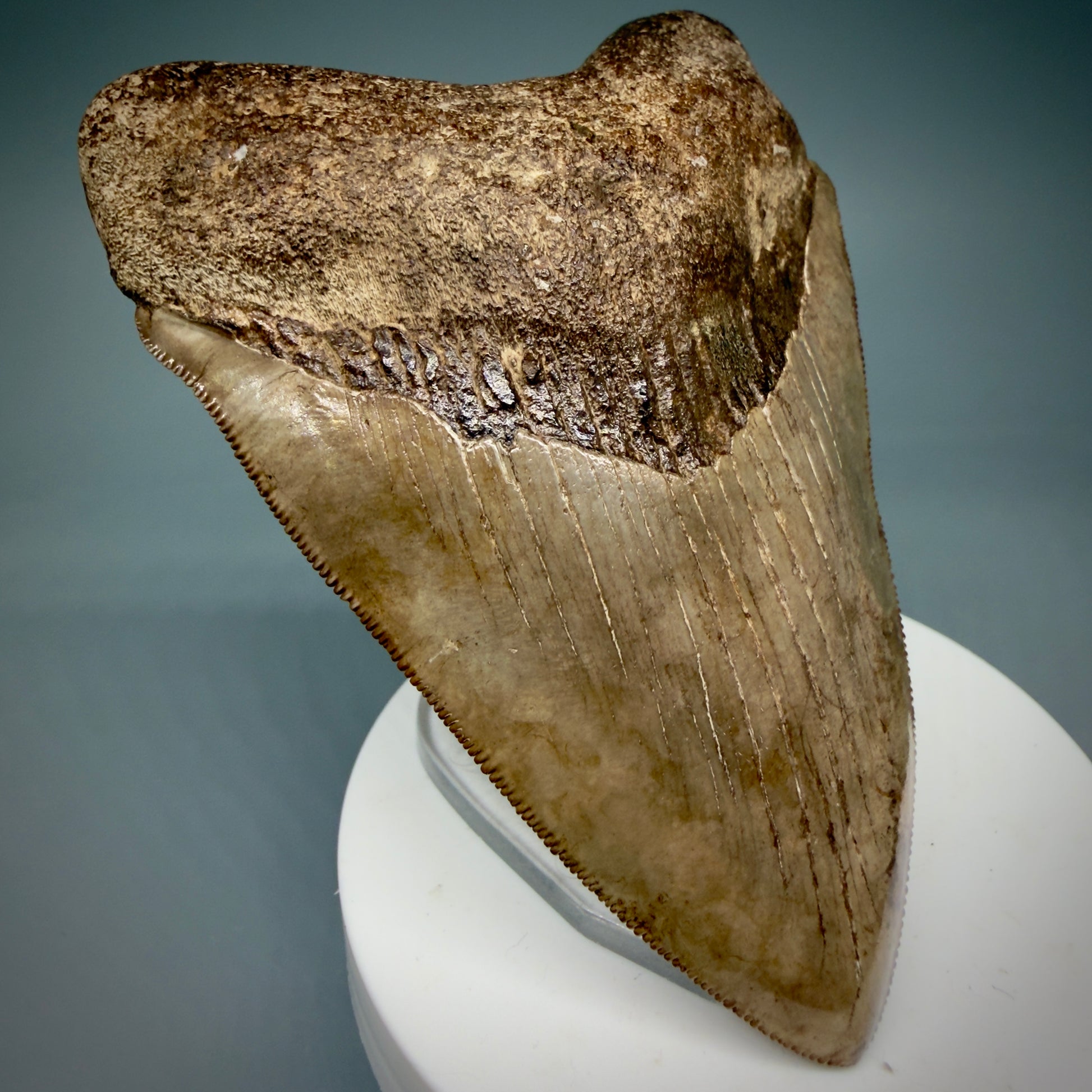 Front Left View 3.75" Fossil Megalodon Shark Tooth - Georgia - brown/red sharply serrated - Collector's Quality CM5900