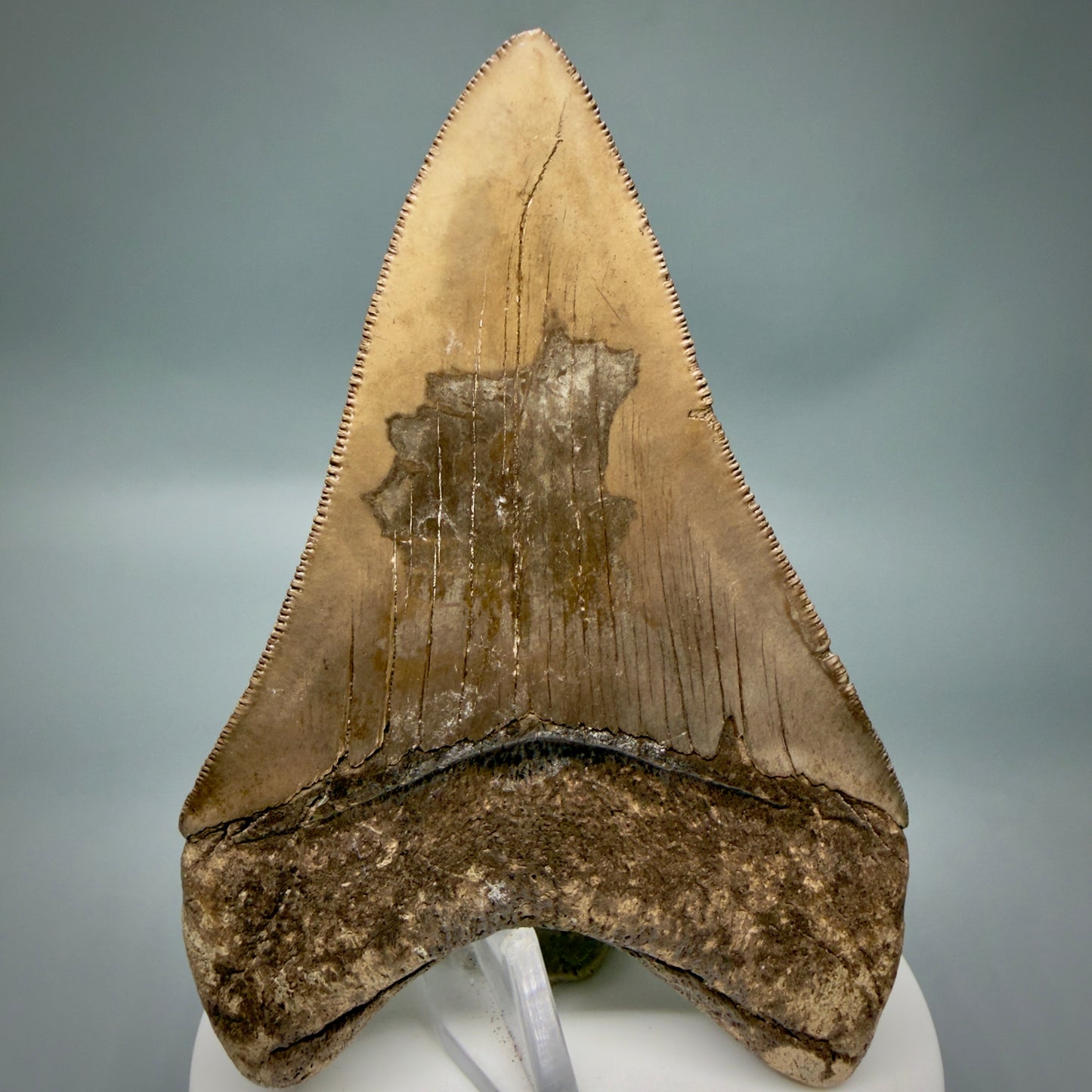 Back View Colorful, high quality Lower 3.75" Fossil Megalodon Tooth from Georgia, USA MJ171 