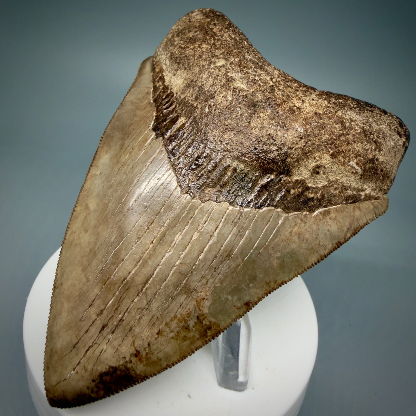 Front Right View 3.75" Fossil Megalodon Shark Tooth - Georgia - brown/red sharply serrated - Collector's Quality CM5900