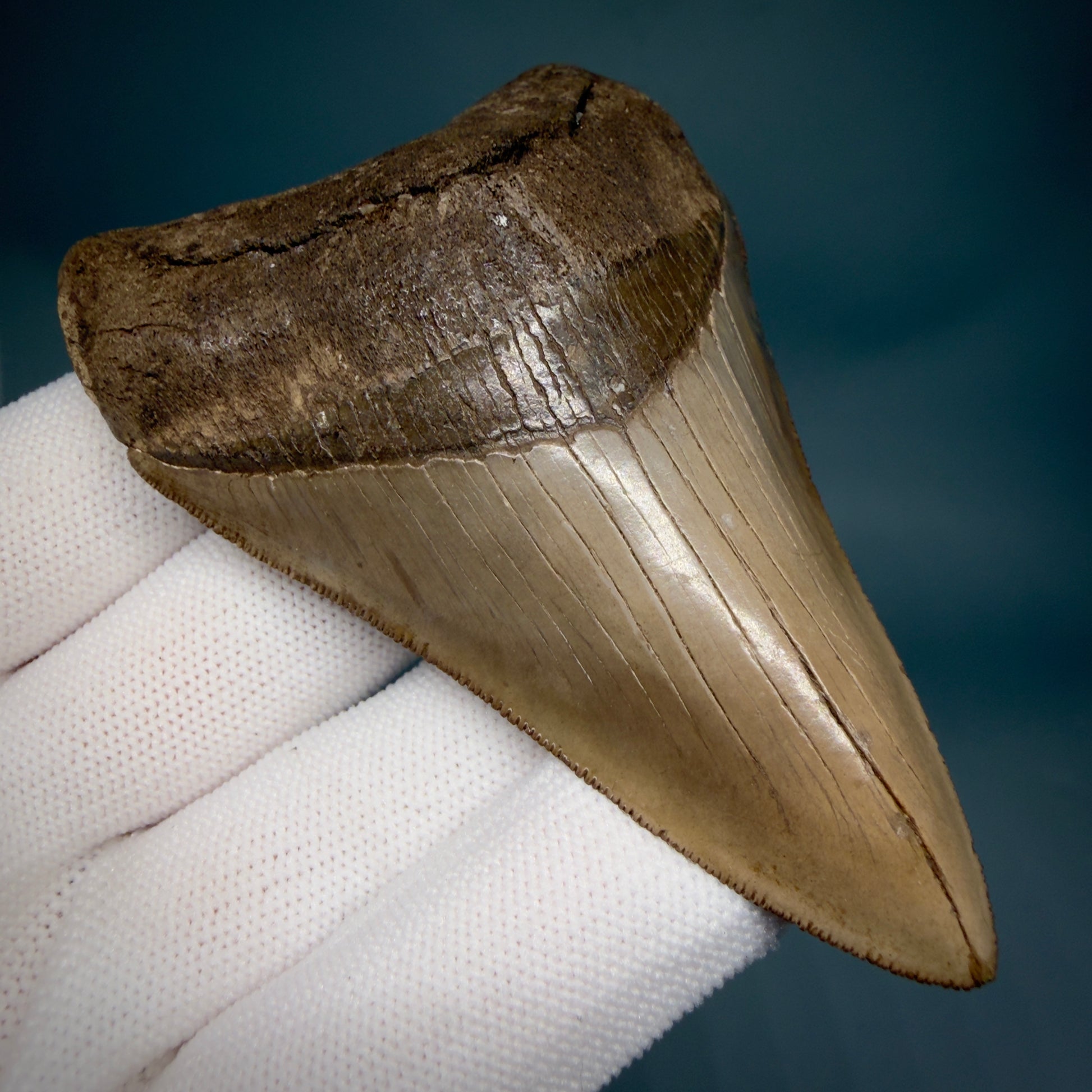 Front Left View Colorful, high quality Lower 3.75" Fossil Megalodon Tooth from Georgia, USA MJ171 