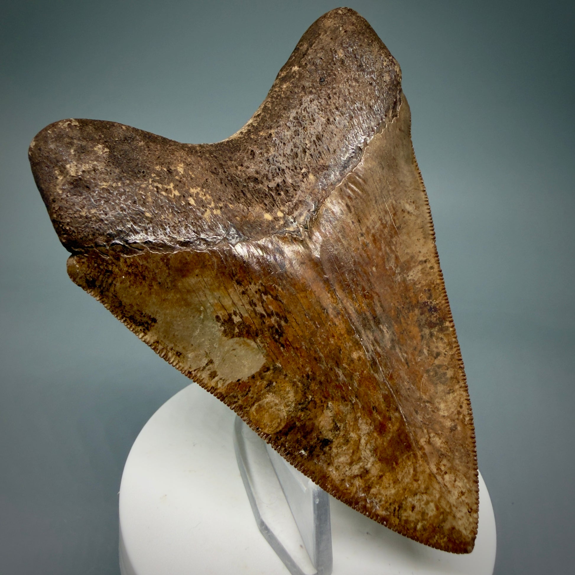 Back Left View 3.75" Fossil Megalodon Shark Tooth - Georgia - brown/red sharply serrated - Collector's Quality CM5900