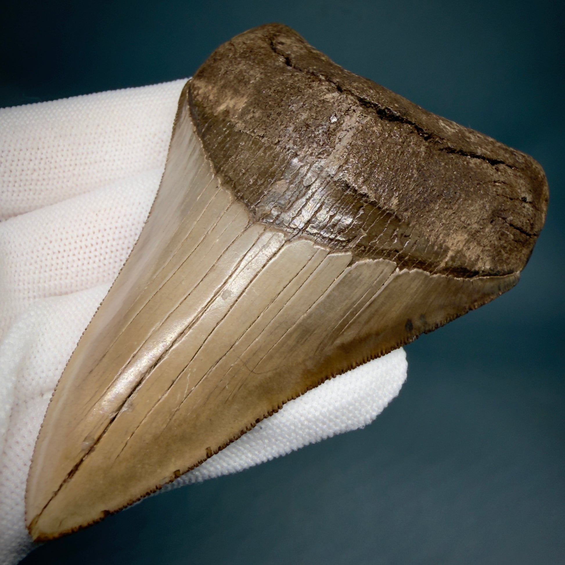 Front Right View Colorful, high quality Lower 3.75" Fossil Megalodon Tooth from Georgia, USA MJ171 