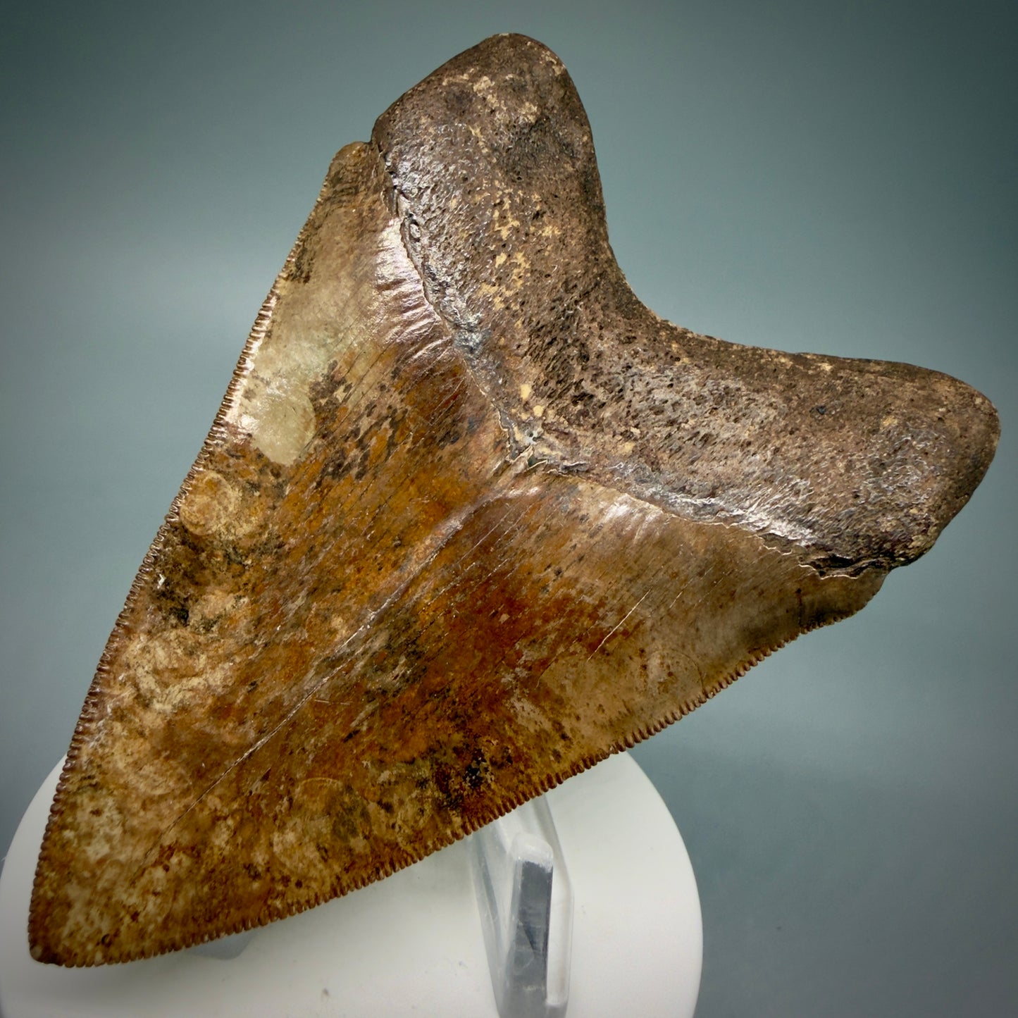 Back Right View 3.75" Fossil Megalodon Shark Tooth - Georgia - brown/red sharply serrated - Collector's Quality CM5900