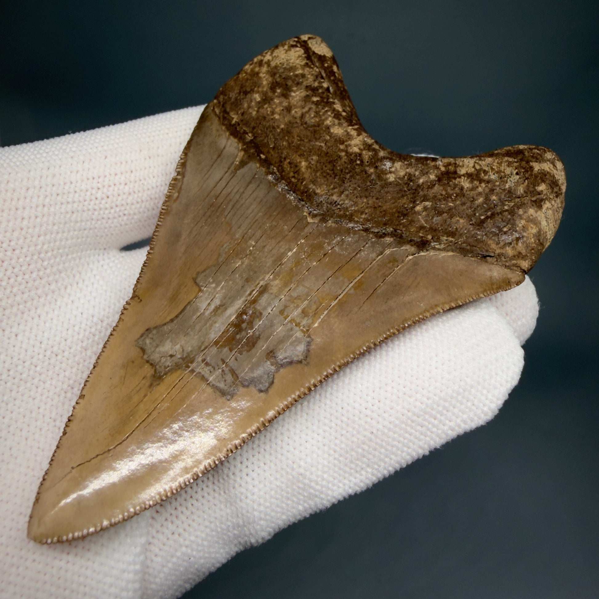 Back Right View Colorful, high quality Lower 3.75" Fossil Megalodon Tooth from Georgia, USA MJ171 