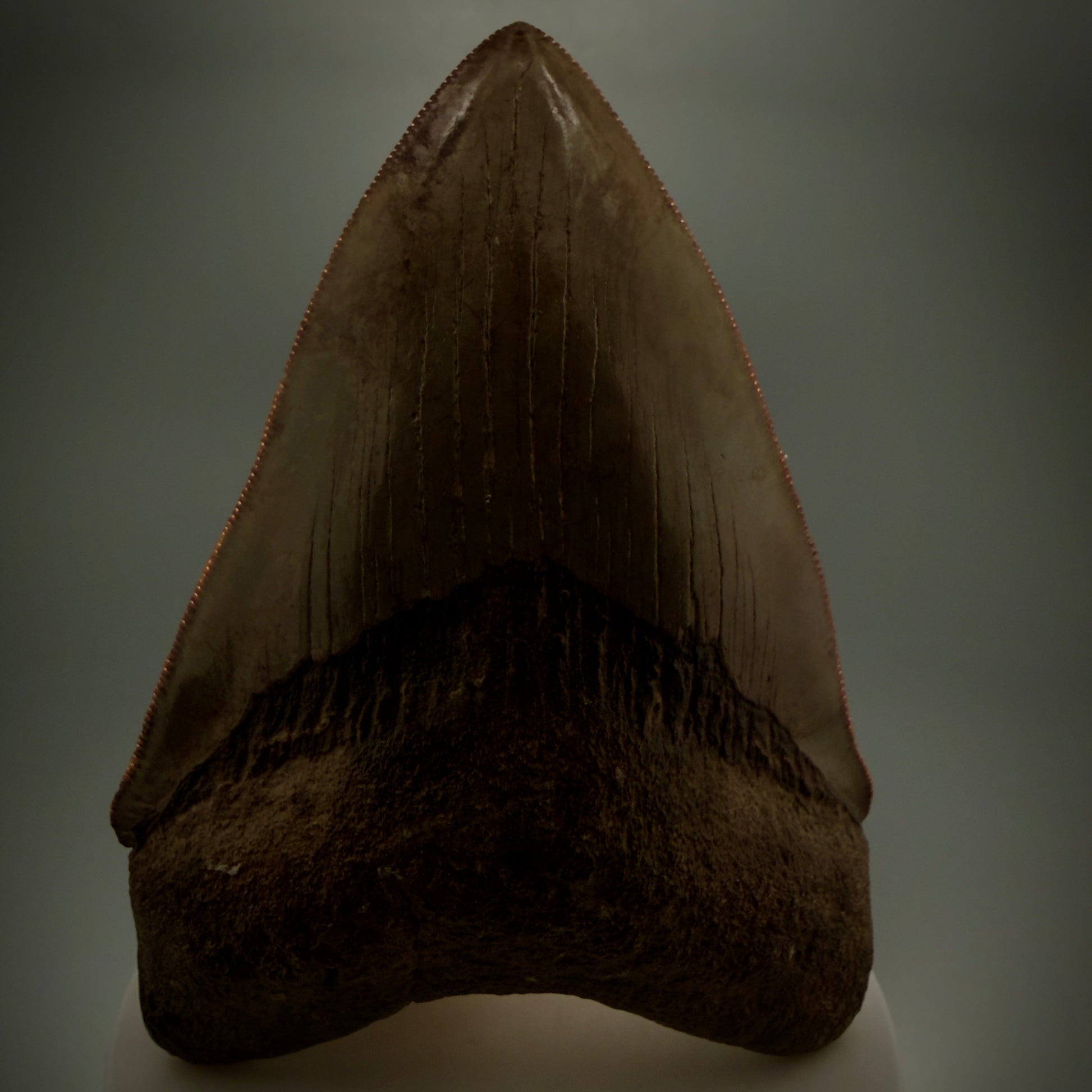 Front View 3.75" Fossil Megalodon Shark Tooth - Georgia - brown/red sharply serrated - Collector's Quality CM5900 - 3