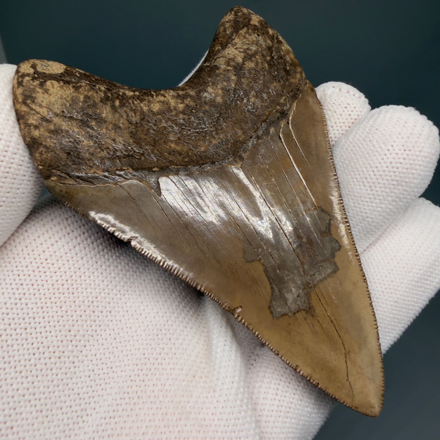 Back Left View Colorful, high quality Lower 3.75" Fossil Megalodon Tooth from Georgia, USA MJ171 