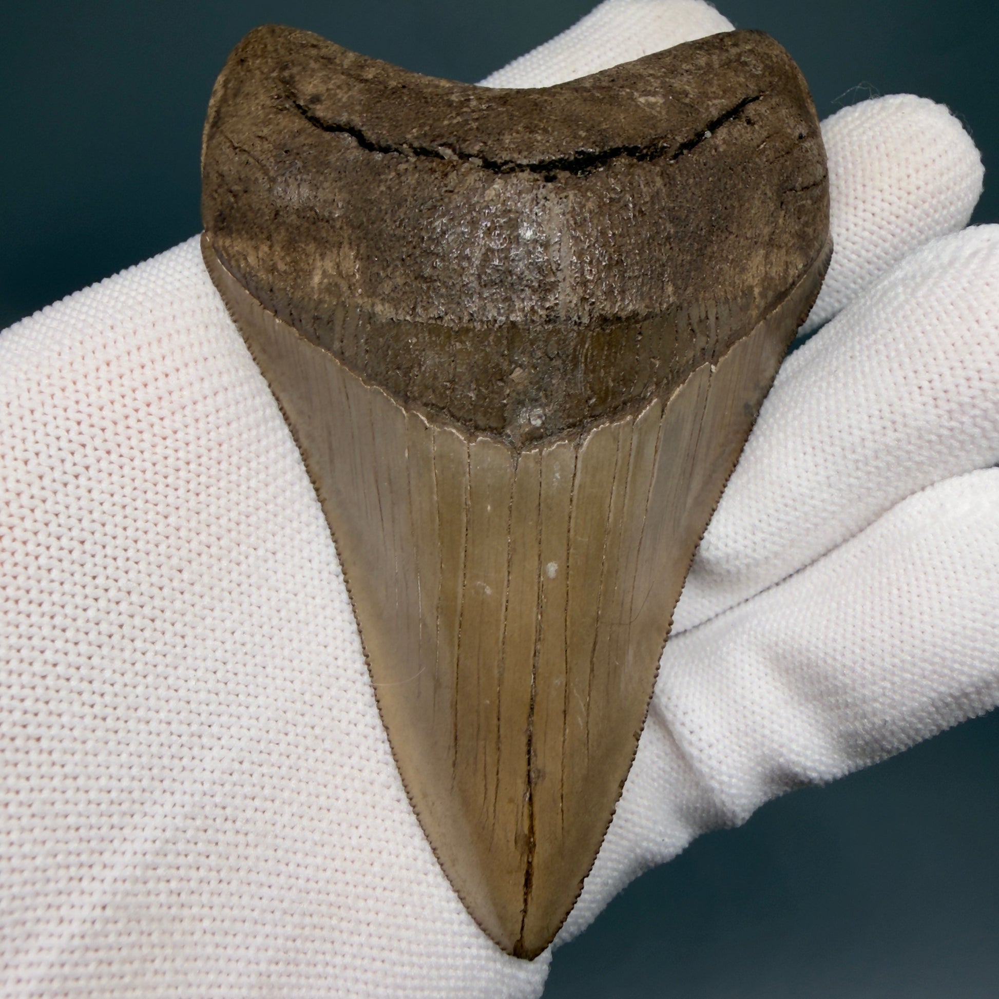 Front View Colorful, high quality Lower 3.75" Fossil Megalodon Tooth from Georgia, USA MJ171 - 1