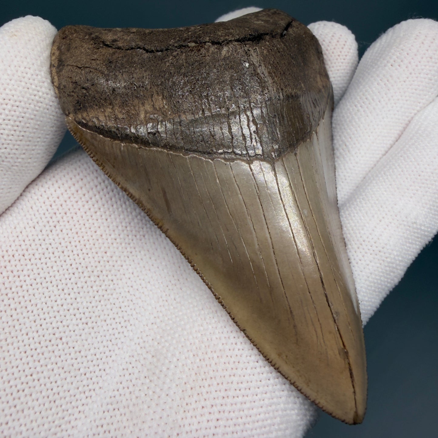 Front Left Right View Colorful, high quality Lower 3.75" Fossil Megalodon Tooth from Georgia, USA MJ171 - 1