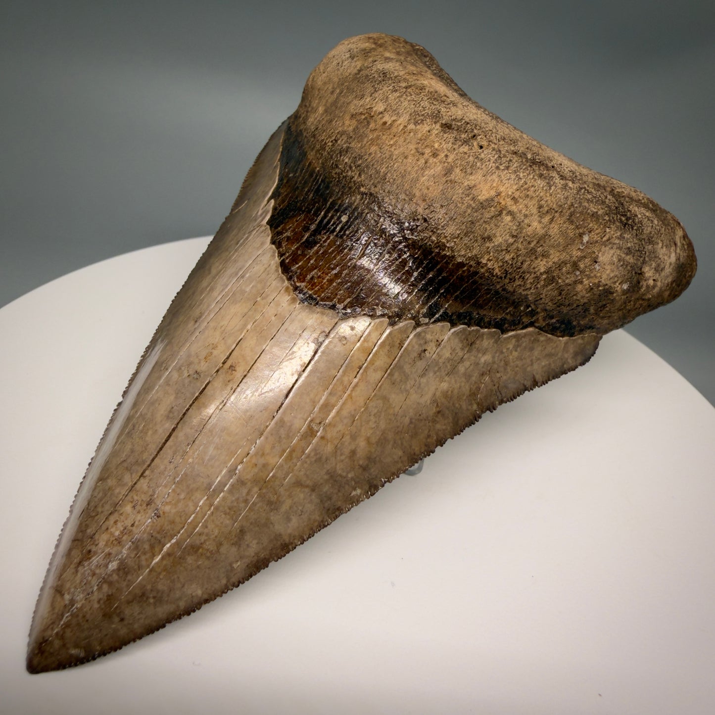 Front Right View Amazing prints, lower 4.61" Fossil Megalodon Tooth from Georgia MJ188 