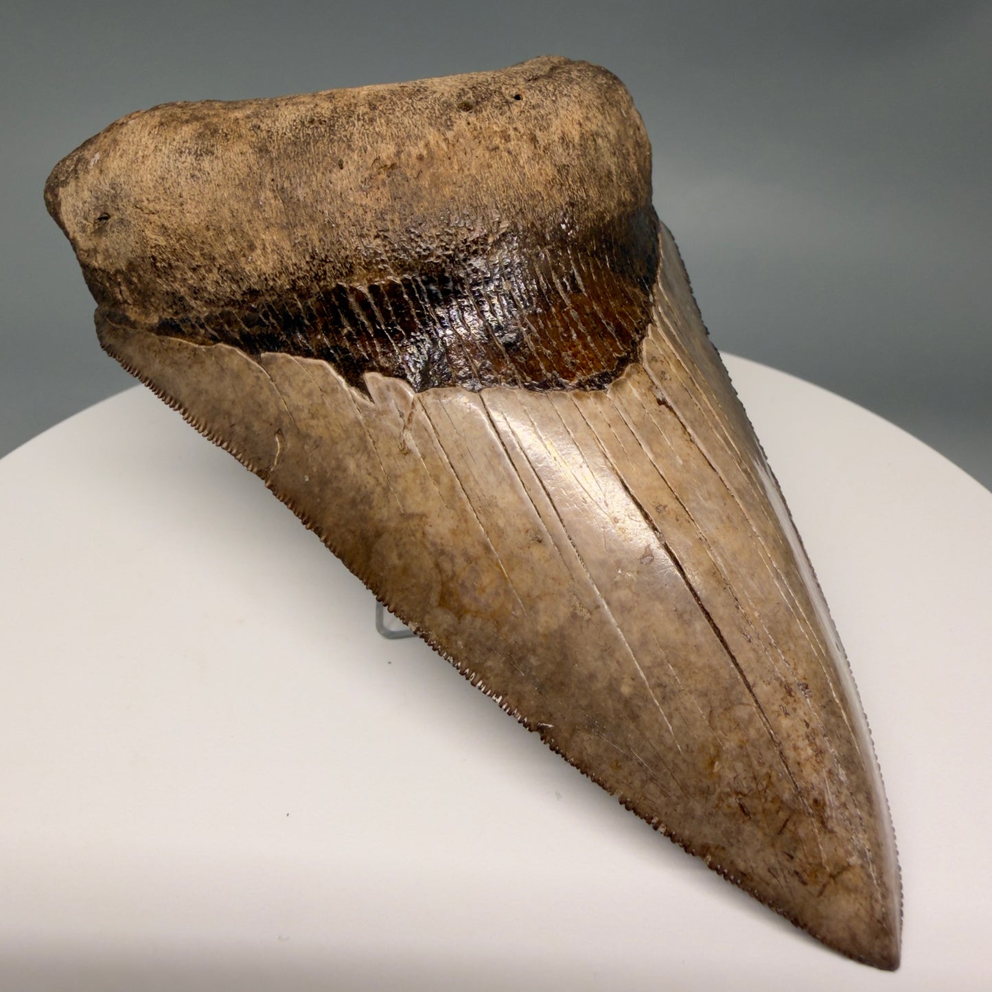Front Left View Amazing prints, lower 4.61" Fossil Megalodon Tooth from Georgia MJ188 