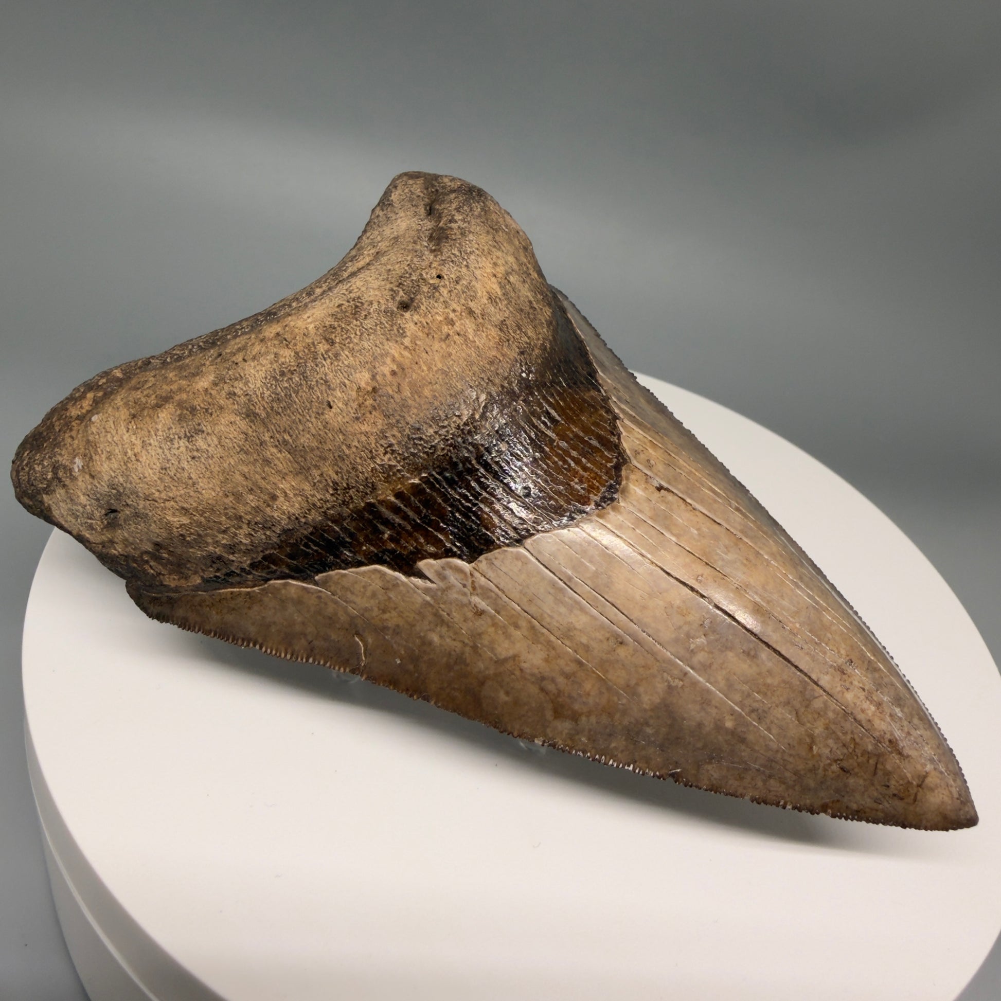 Front View Amazing prints, lower 4.61" Fossil Megalodon Tooth from Georgia MJ188 - 1